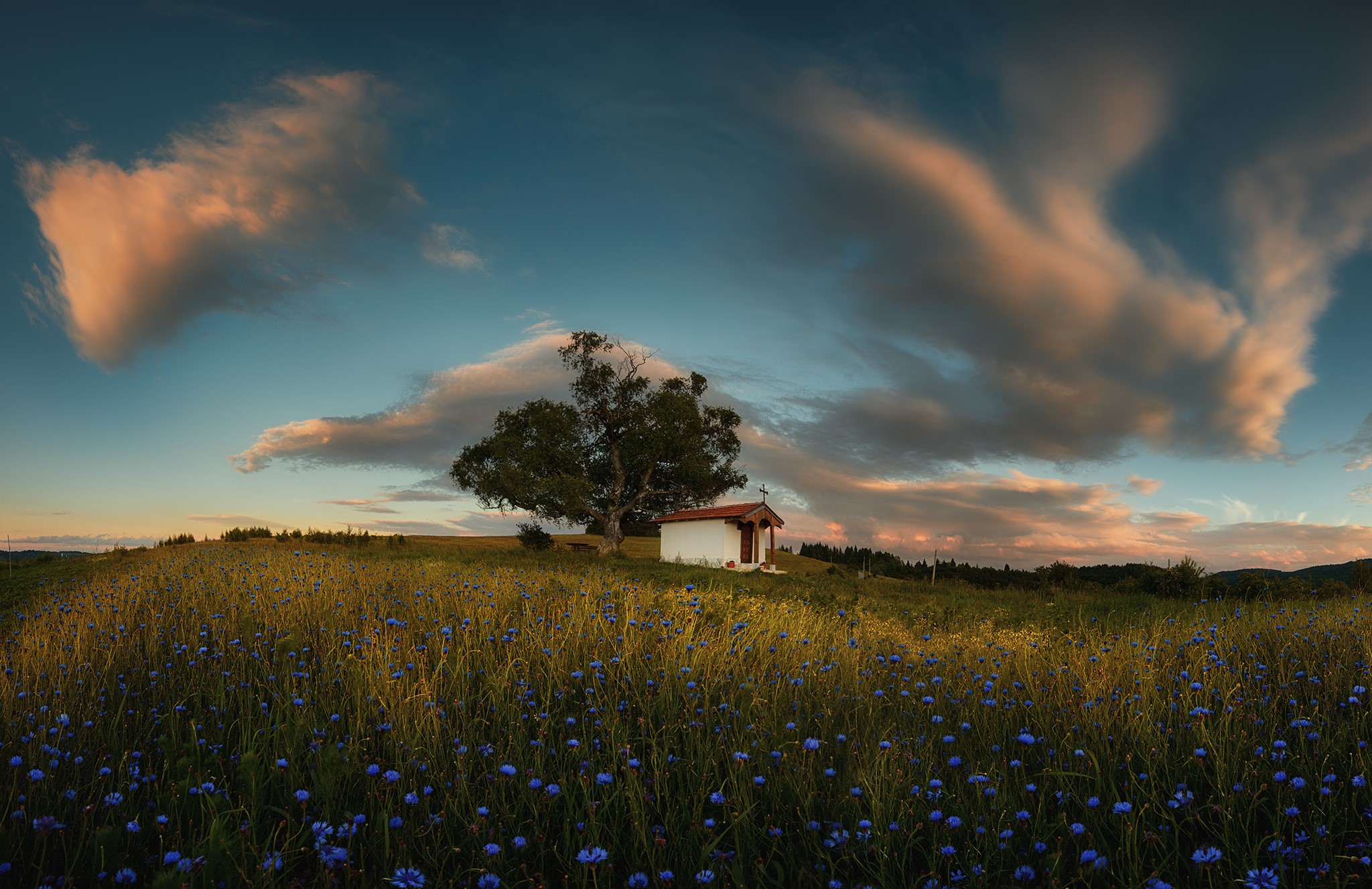 Chapel and tree in a field of flowers under a cloudy sky HD Wallpaper