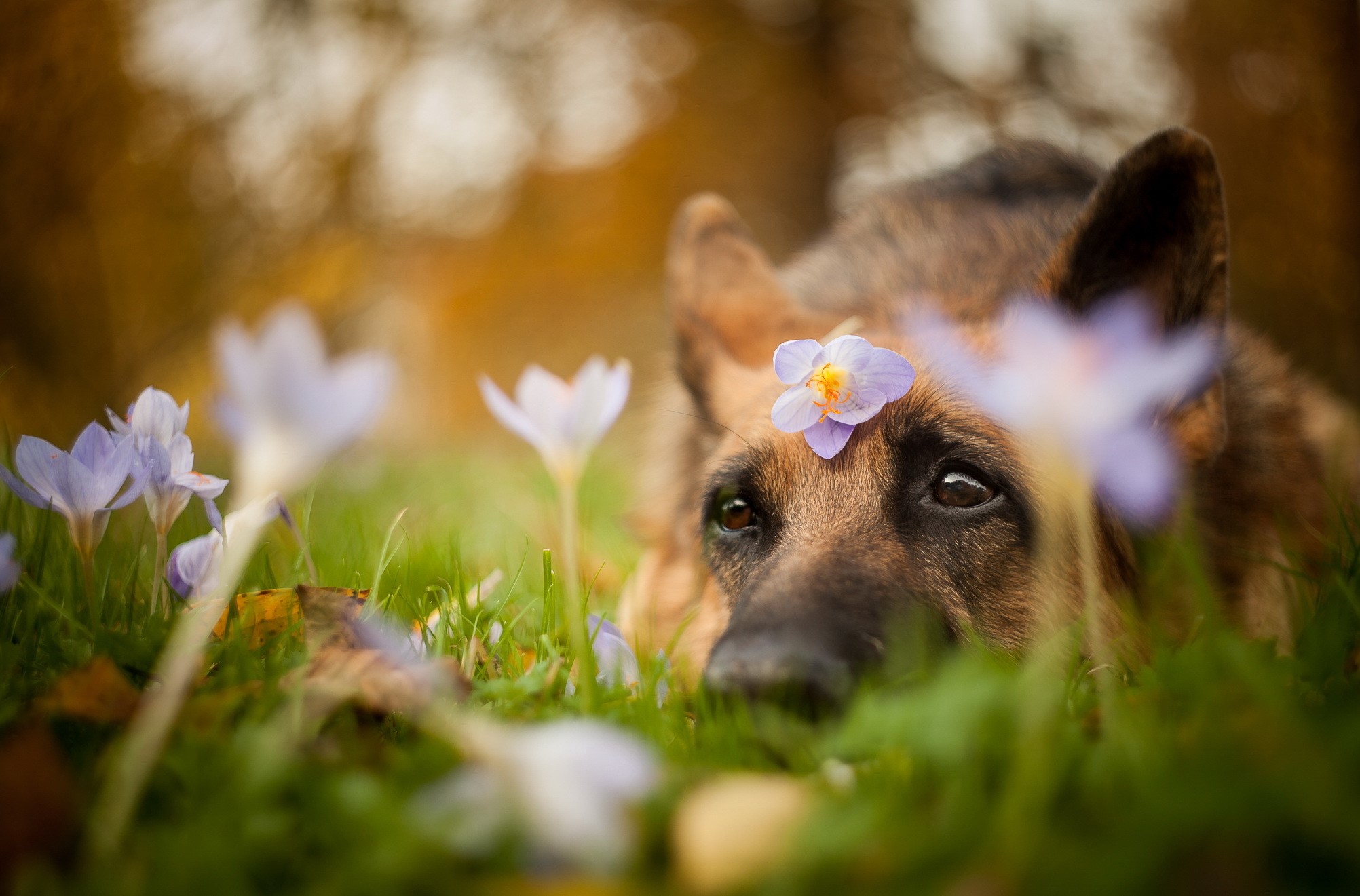 German Shepherd with a flower on its head HD Wallpaper