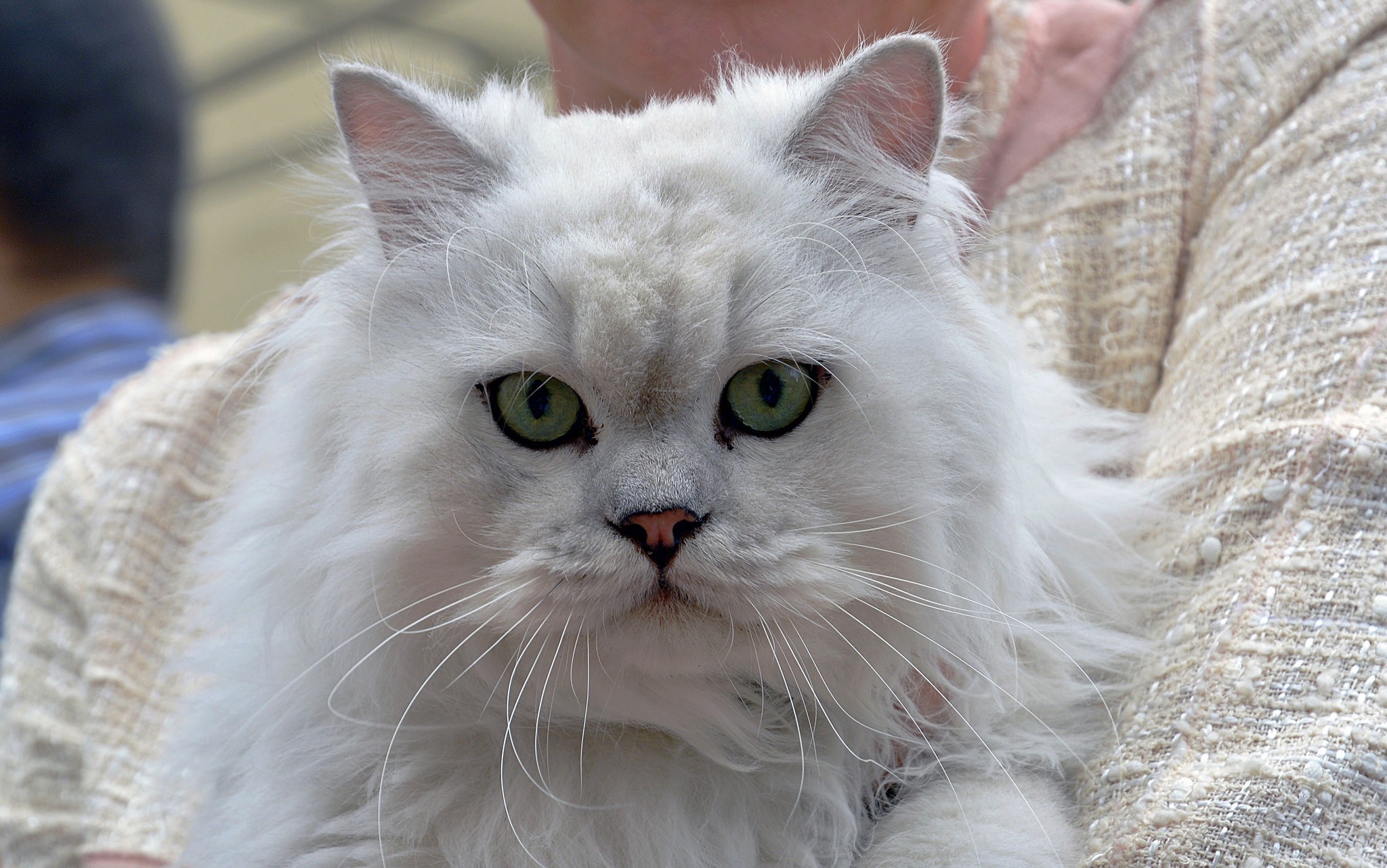 White Persian cat with green eyes HD Wallpaper