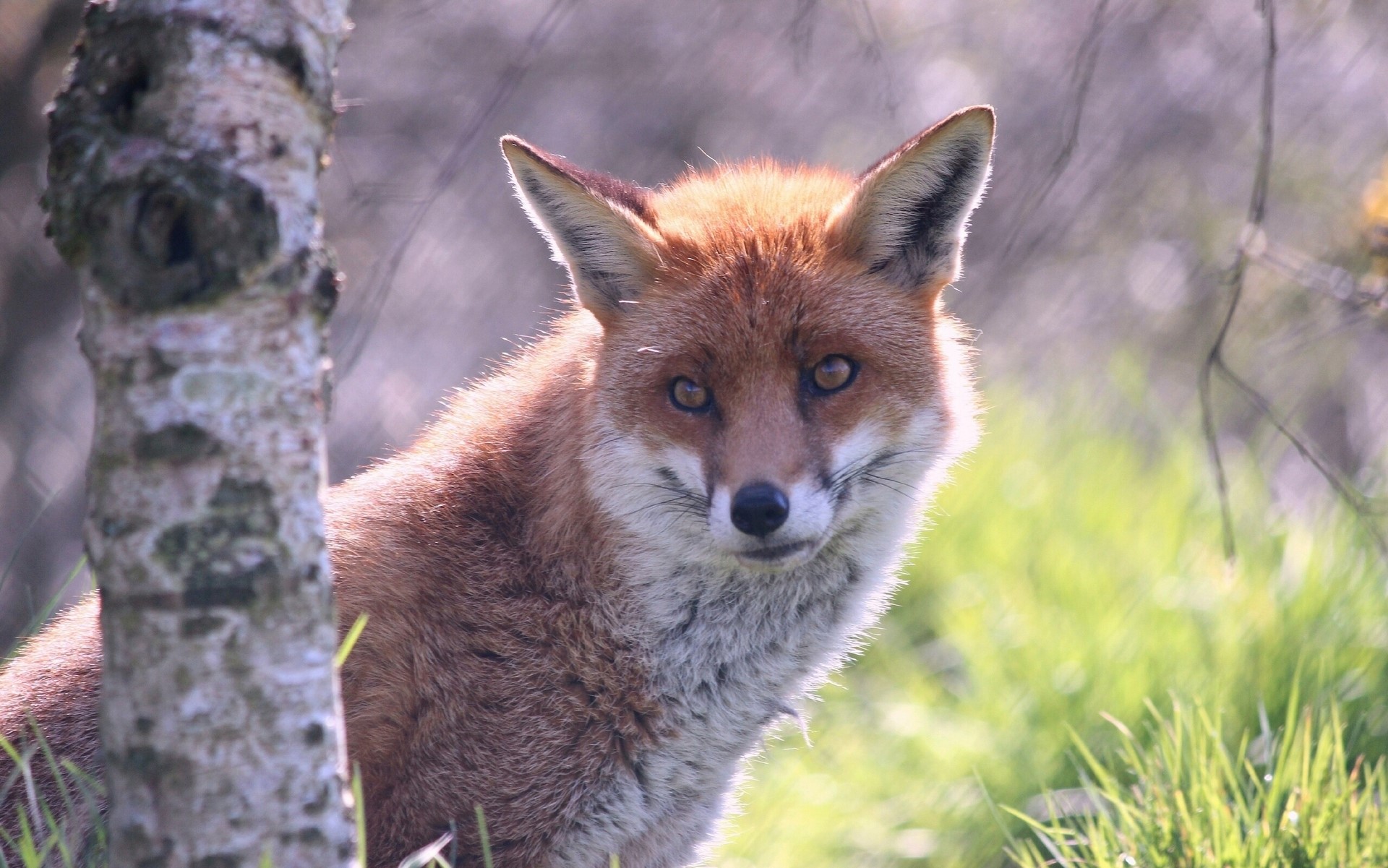 Red fox peeking from behind a birch tree HD Wallpaper