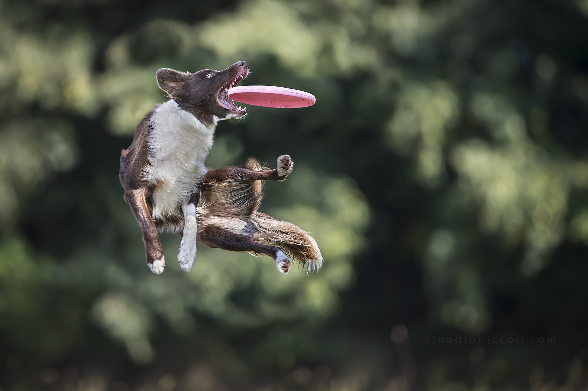 Brown and white Border Collie jumping to catch a frisbee HD Wallpaper