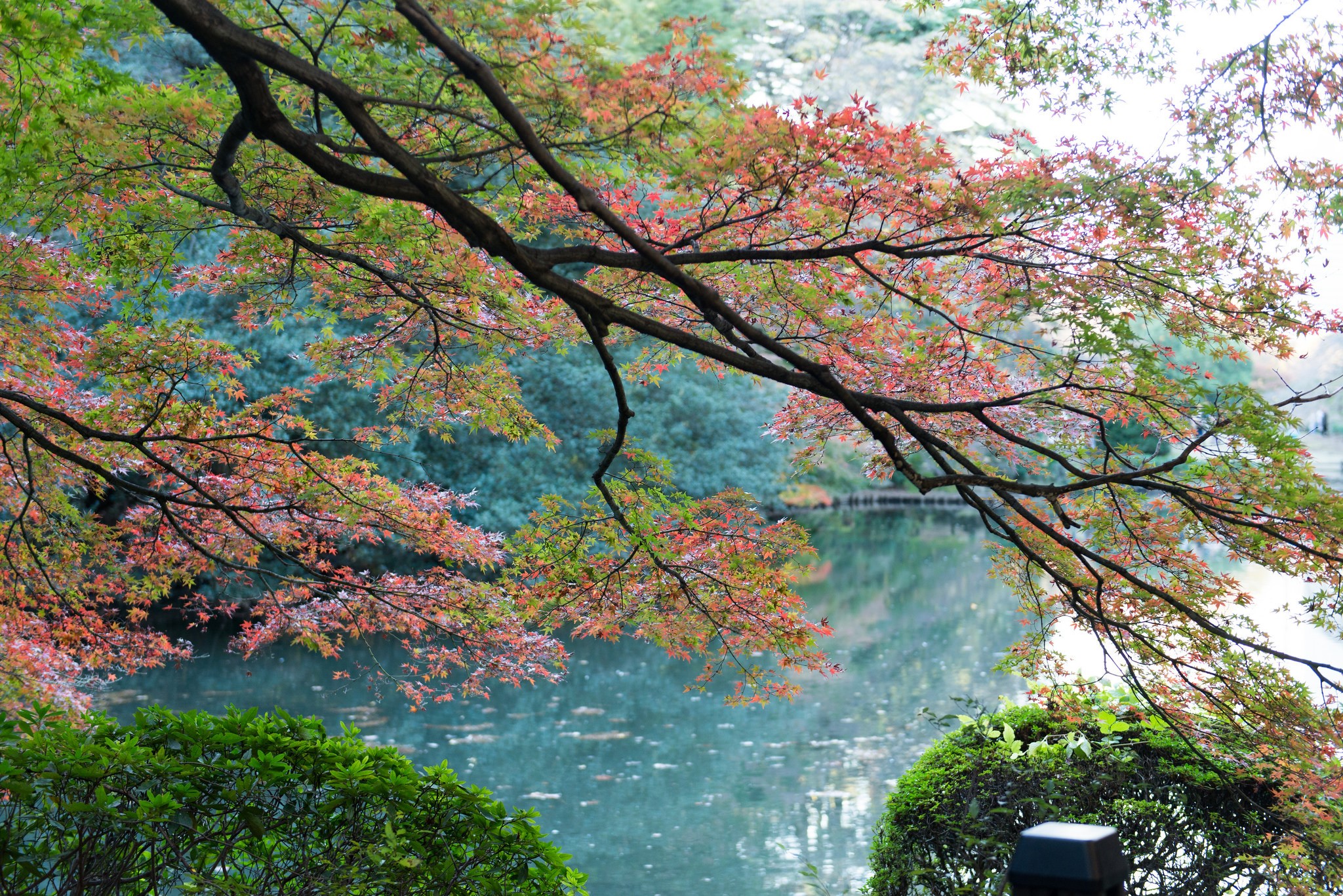 Autumn leaves on branches over a pond HD Wallpaper