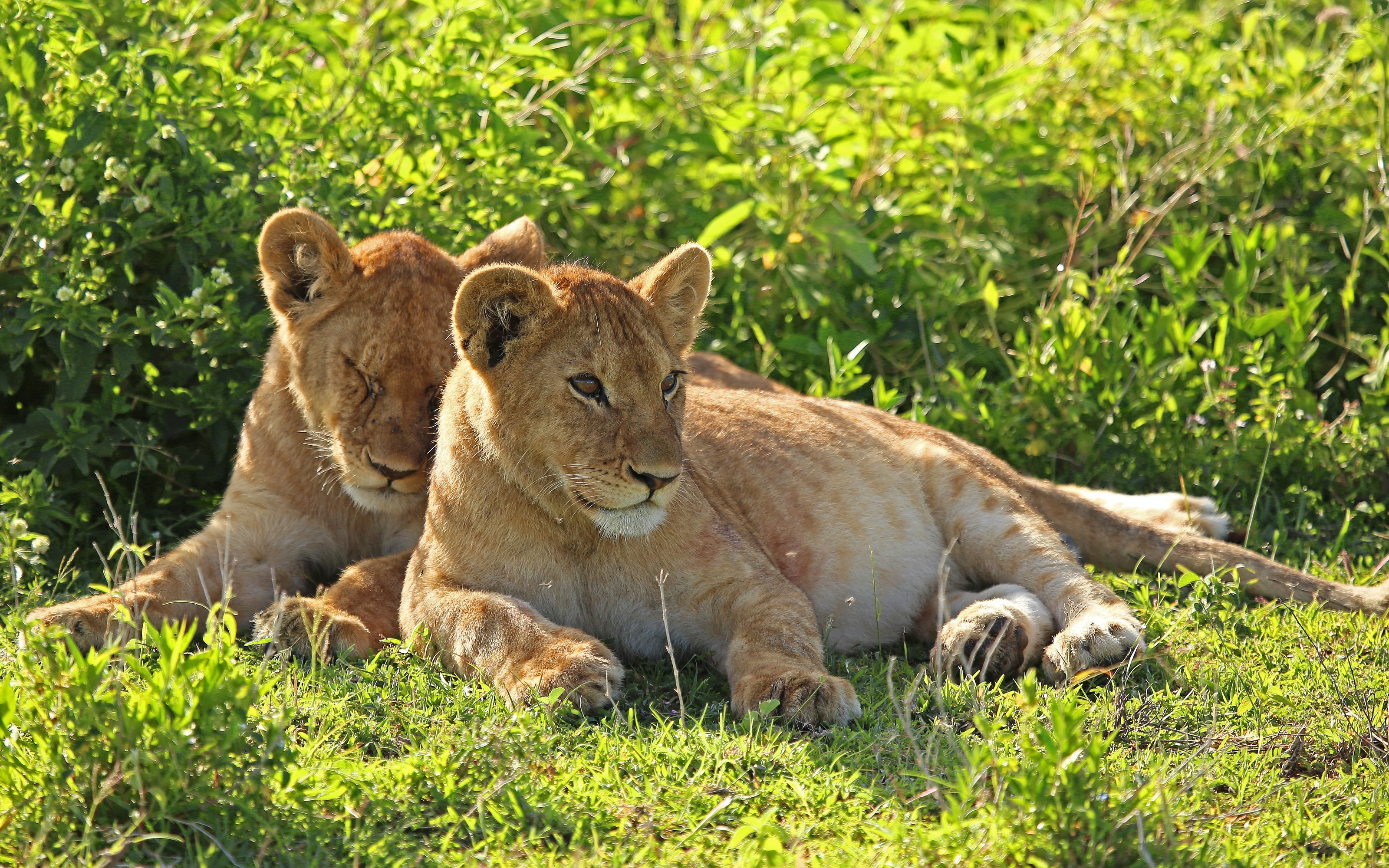 Two lion cubs resting in green grass HD Wallpaper