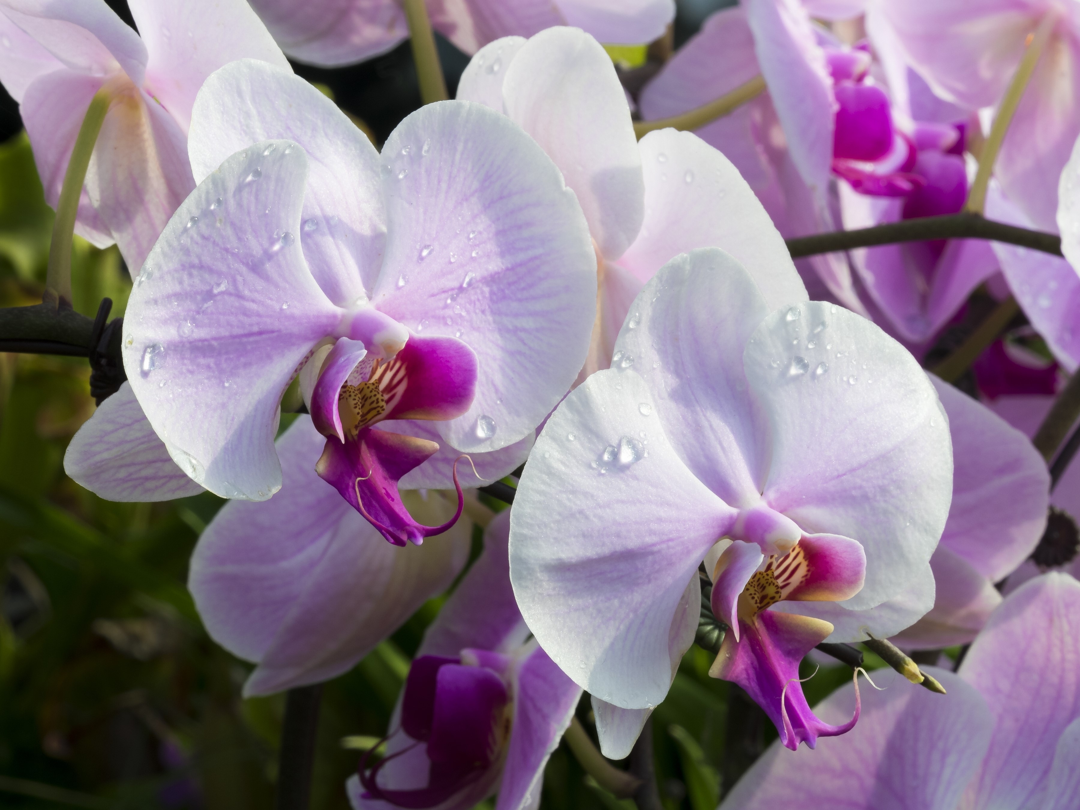 Close-up of pink and white orchids with water droplets HD Wallpaper