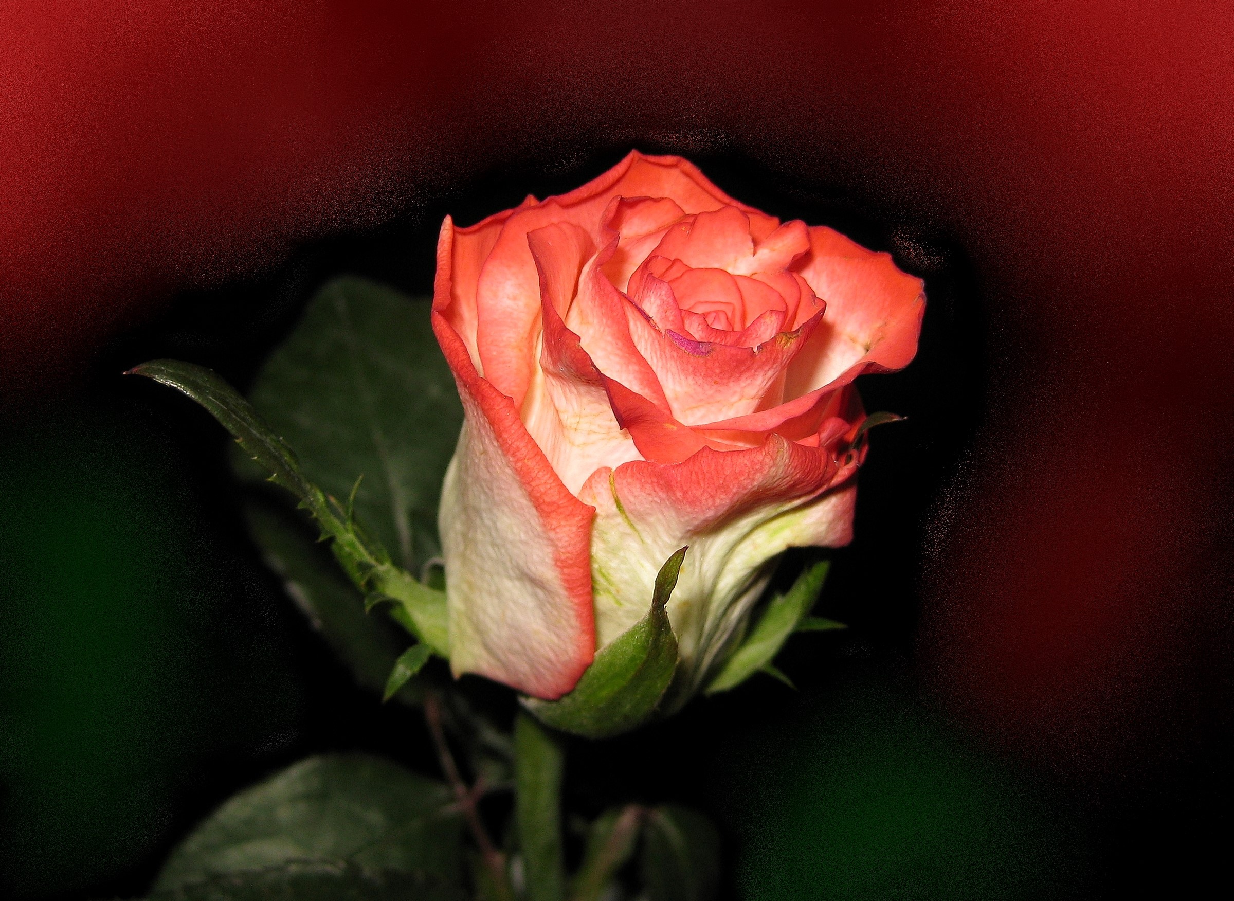 Close-up of a bicolor rose with pink and white petals HD Wallpaper