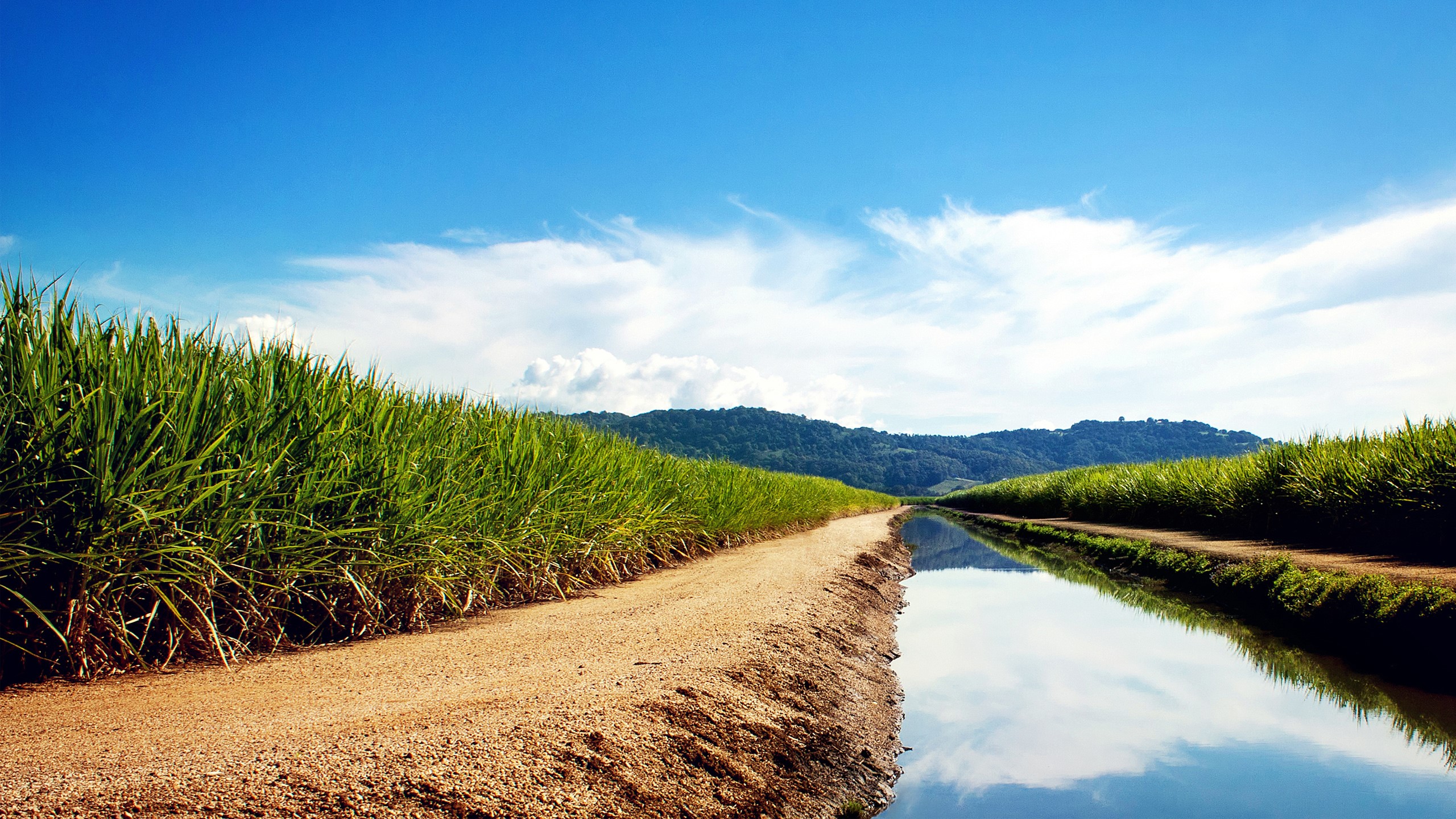 Sugarcane fields with a canal and mountains HD Wallpaper