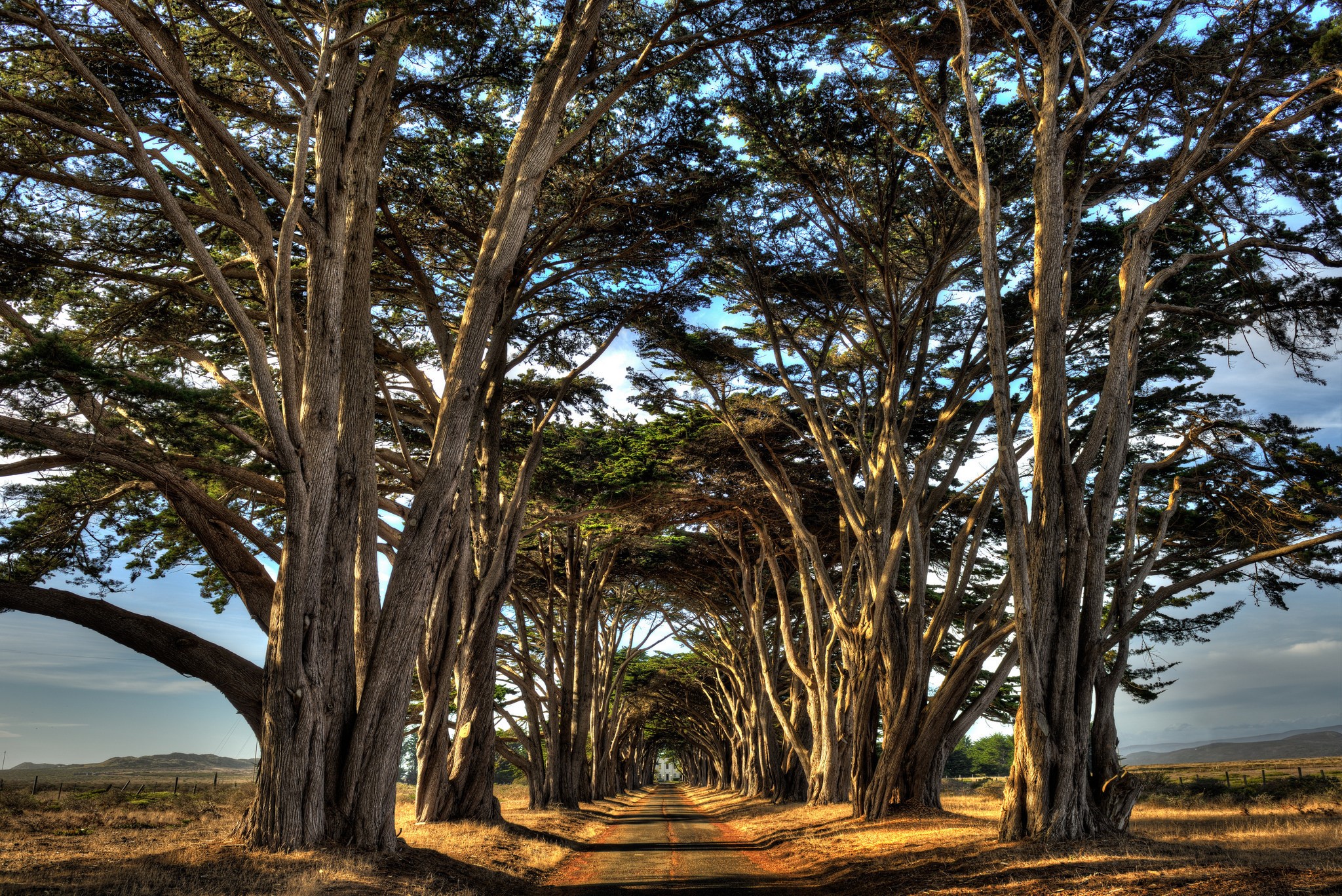 A tree-lined road leading into the distance HD Wallpaper
