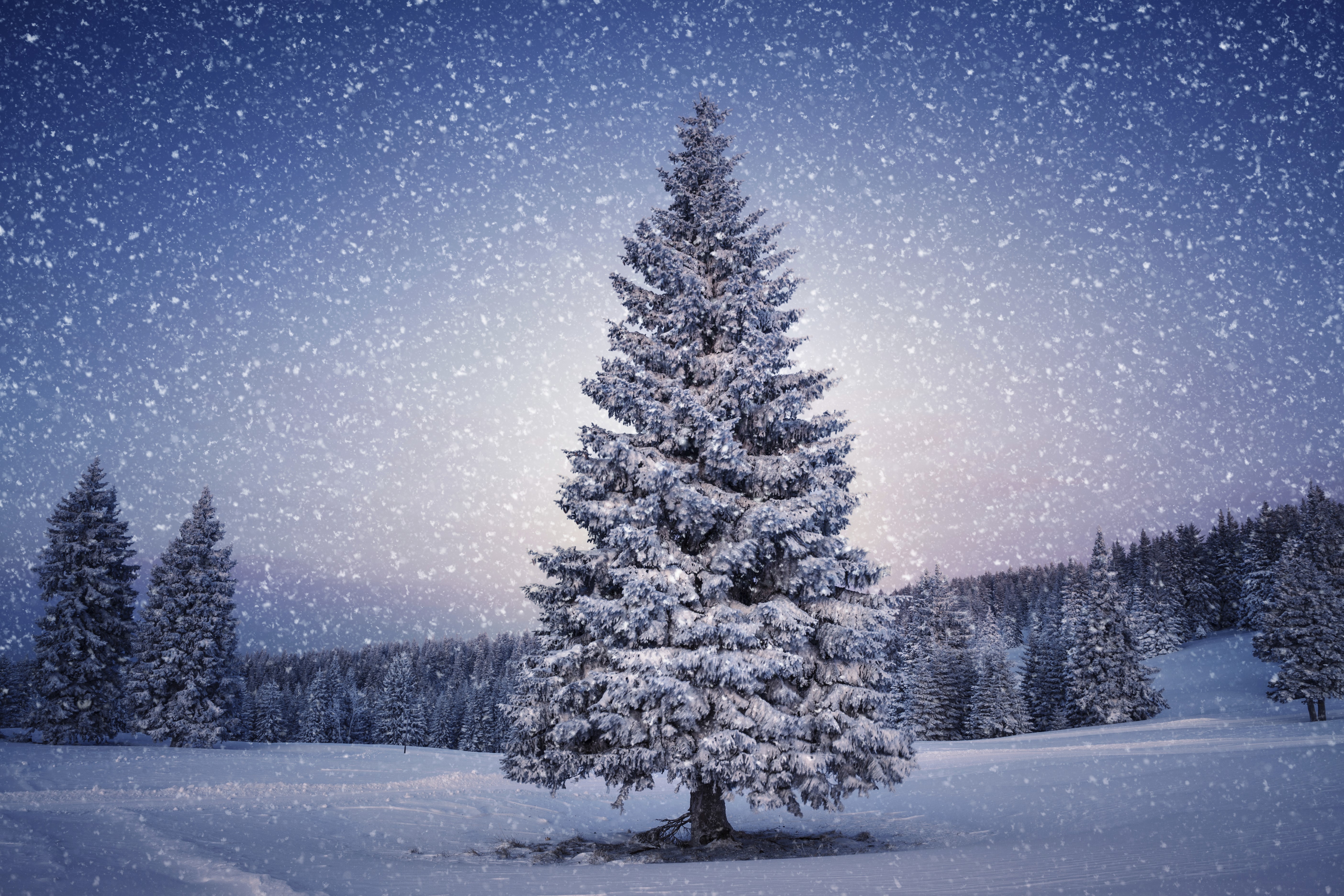 Winter forest with snow falling HD Wallpaper