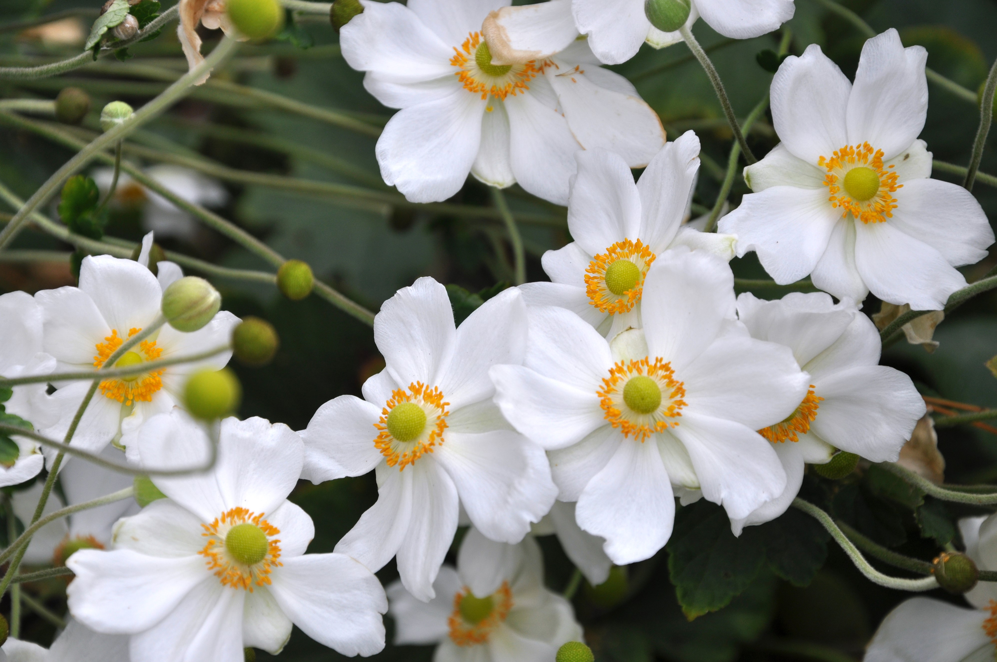 4K White Anemones Closeup HD Wallpaper