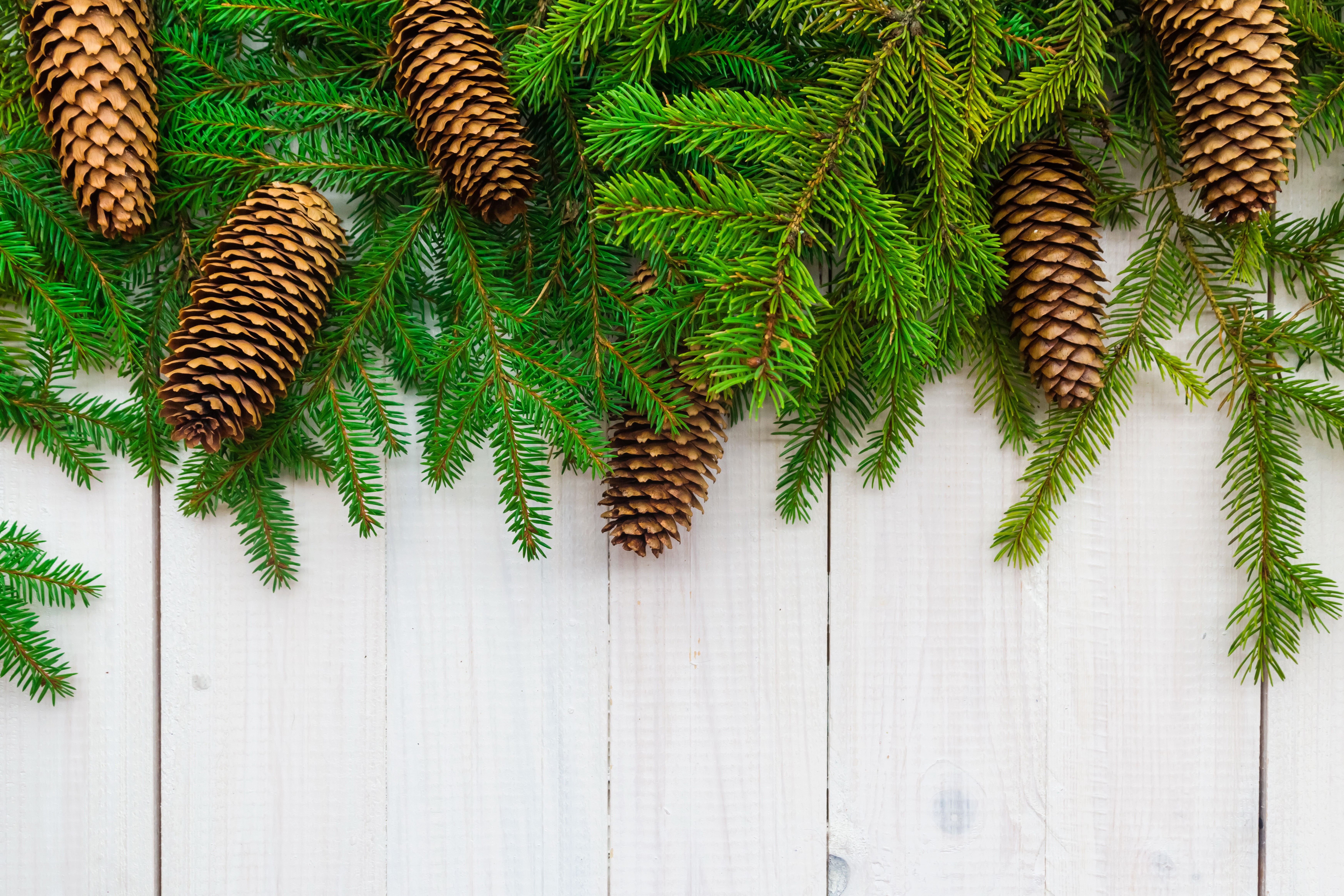 Christmas branches with pine cones on white wood HD Wallpaper