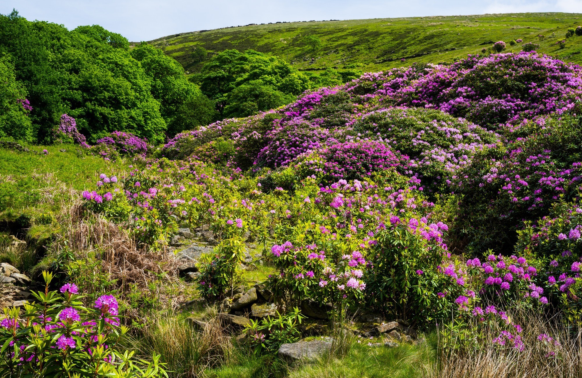 Hillside covered in blooming rhododendrons and green trees HD Wallpaper
