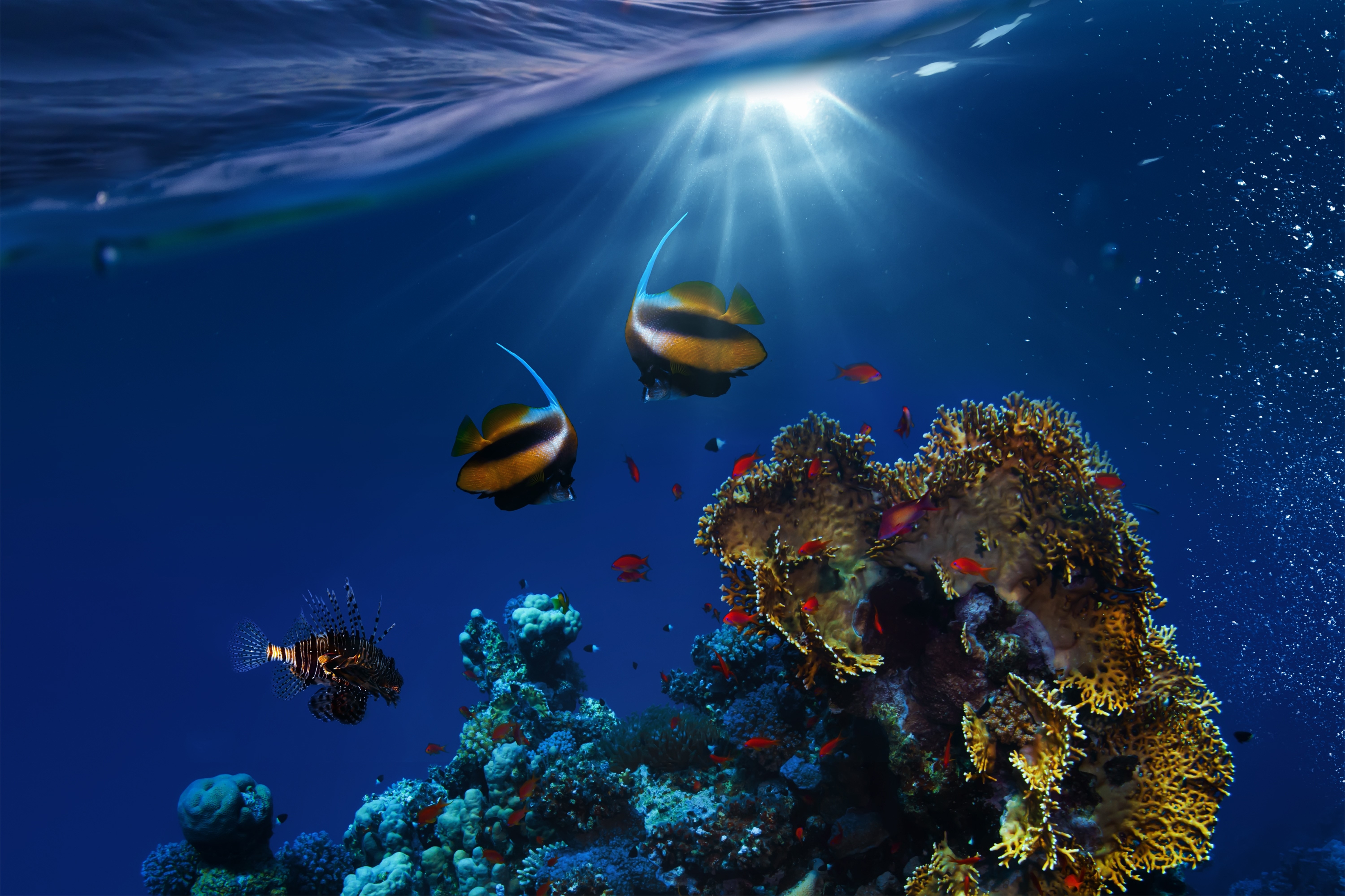 Underwater world with fish and coral reef HD Wallpaper