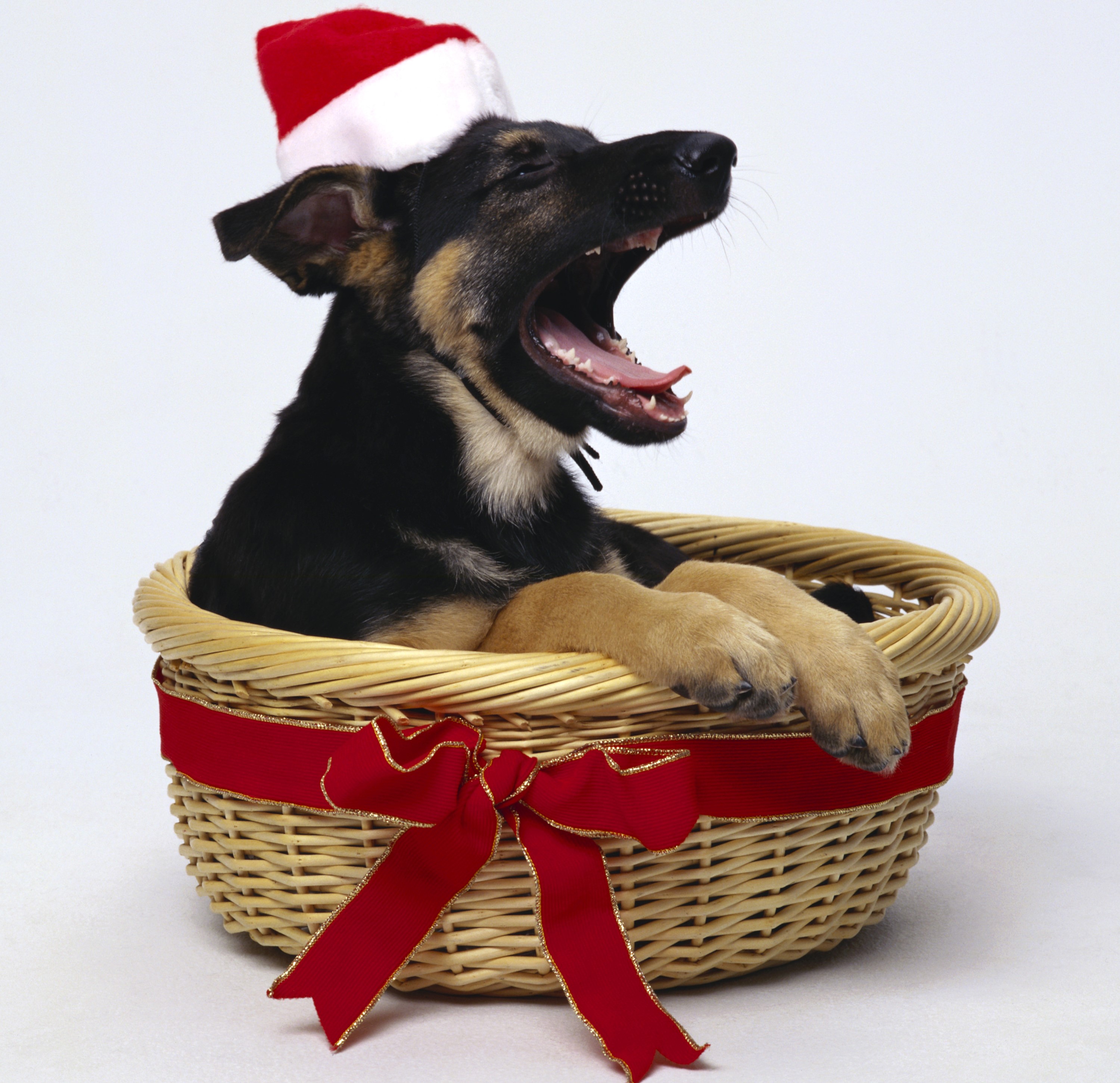 Puppy in a basket wearing a Santa hat HD Wallpaper
