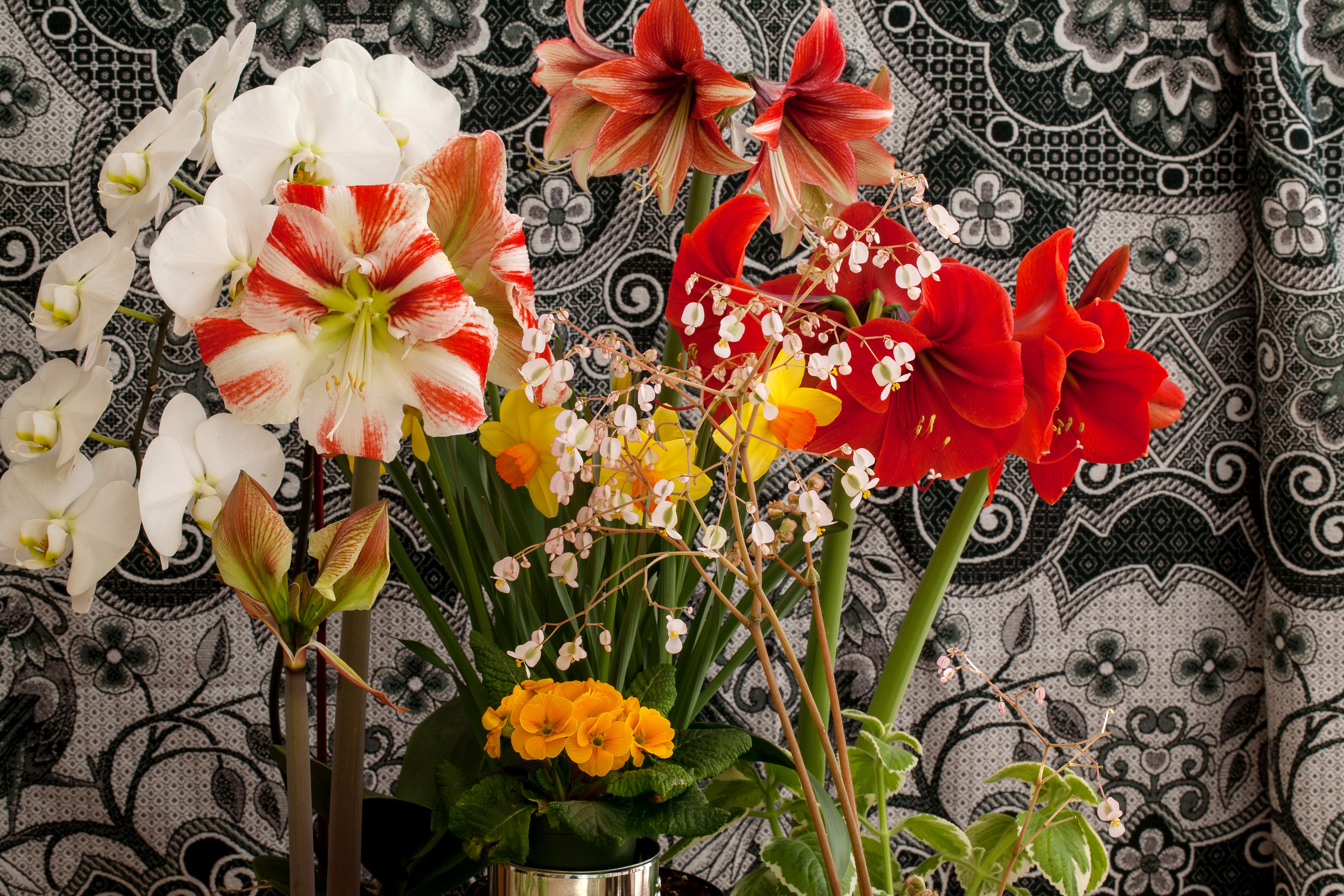Orchid, Amaryllis, and Begonia flowers HD Wallpaper