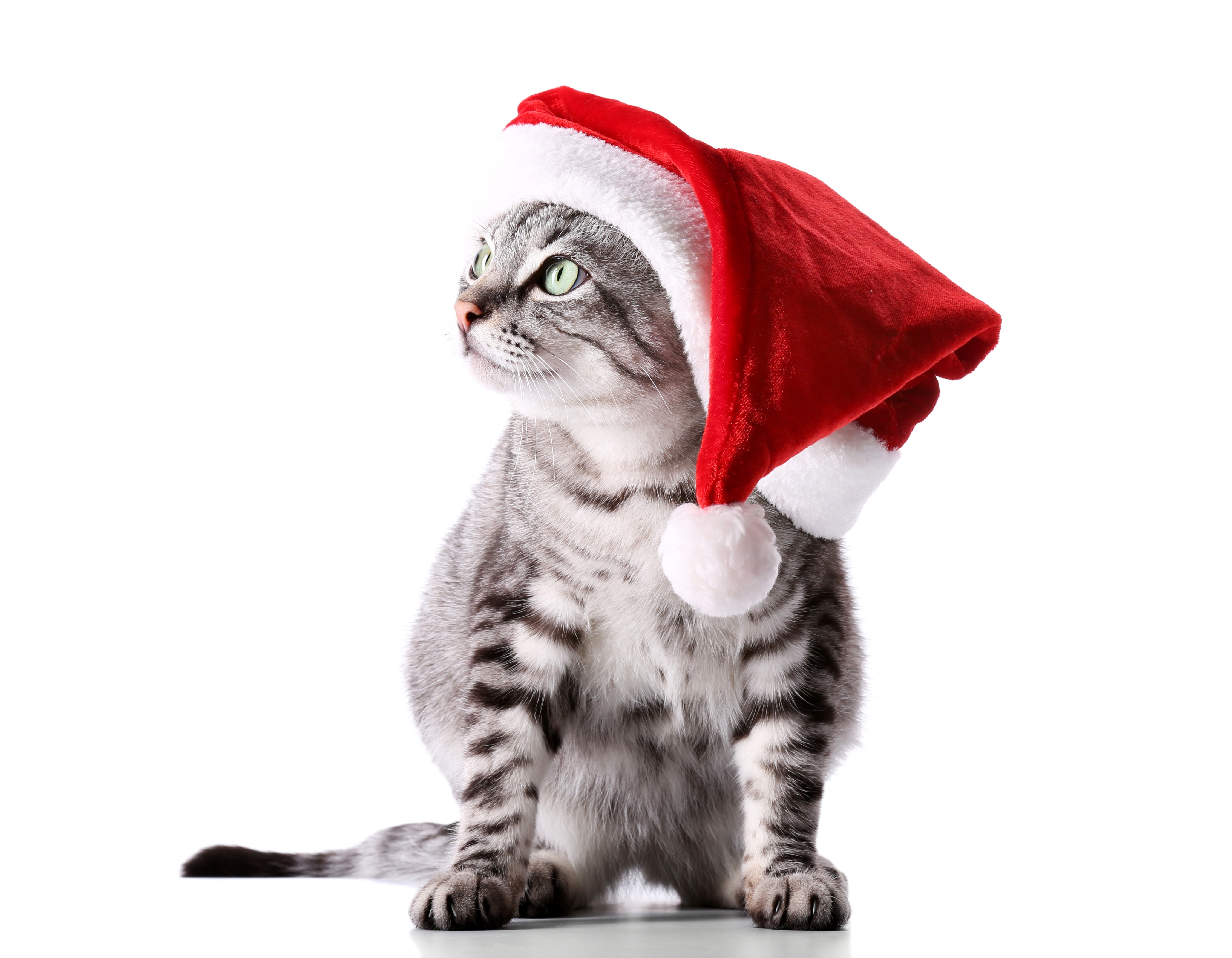 4K Cat Wearing a Santa Hat HD Wallpaper