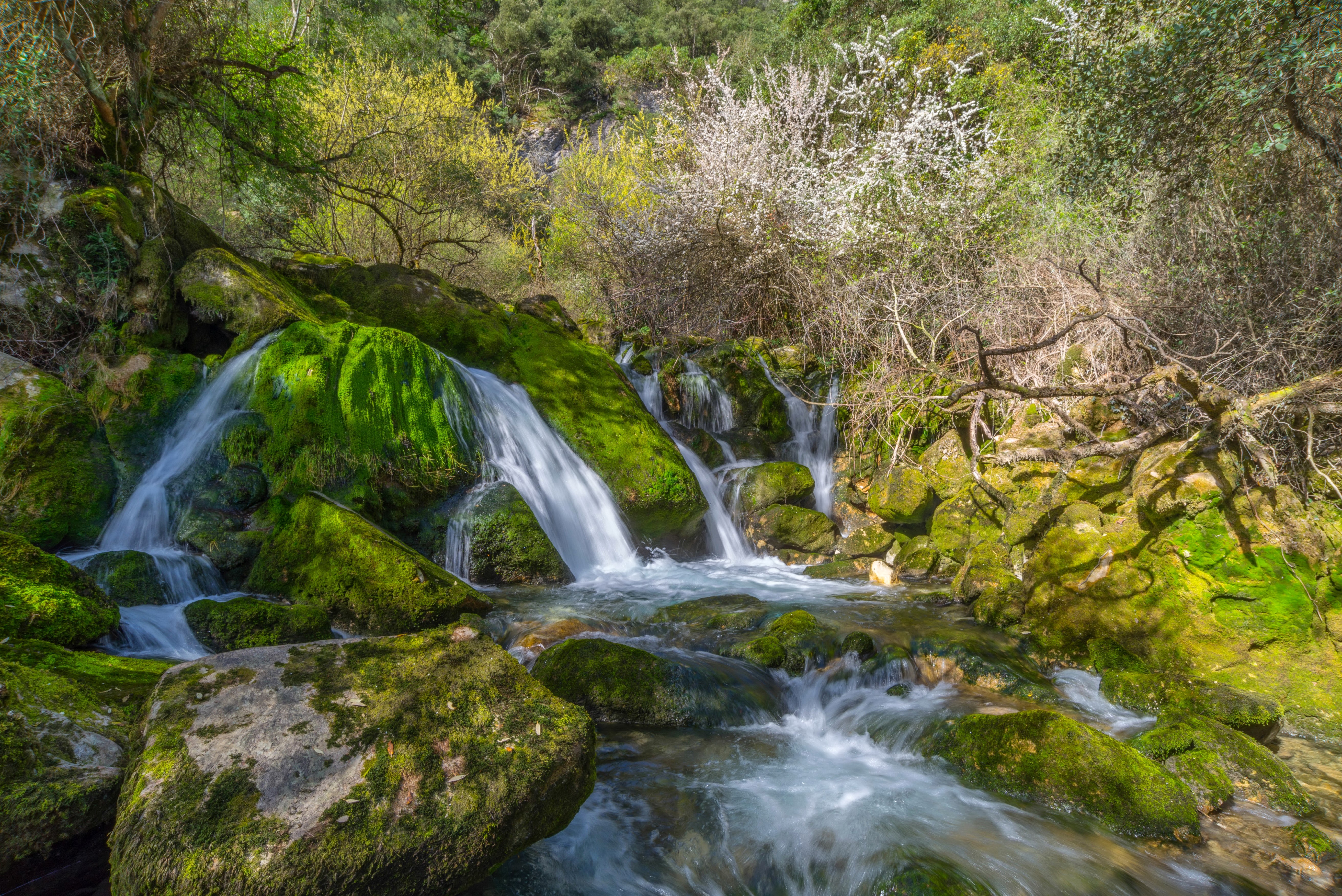 Waterfalls cascading over moss-covered rocks in a forest HD Wallpaper