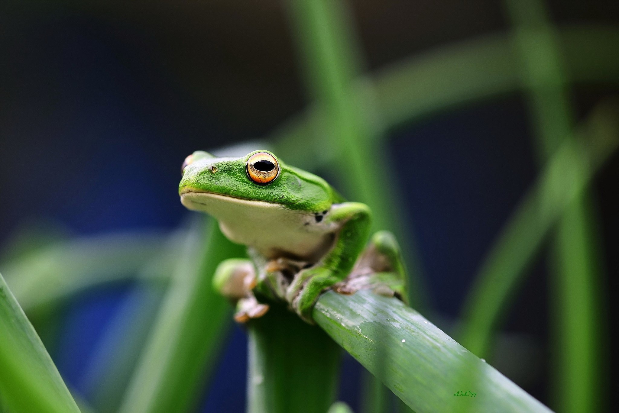 Green frog sitting on a blade of grass HD Wallpaper