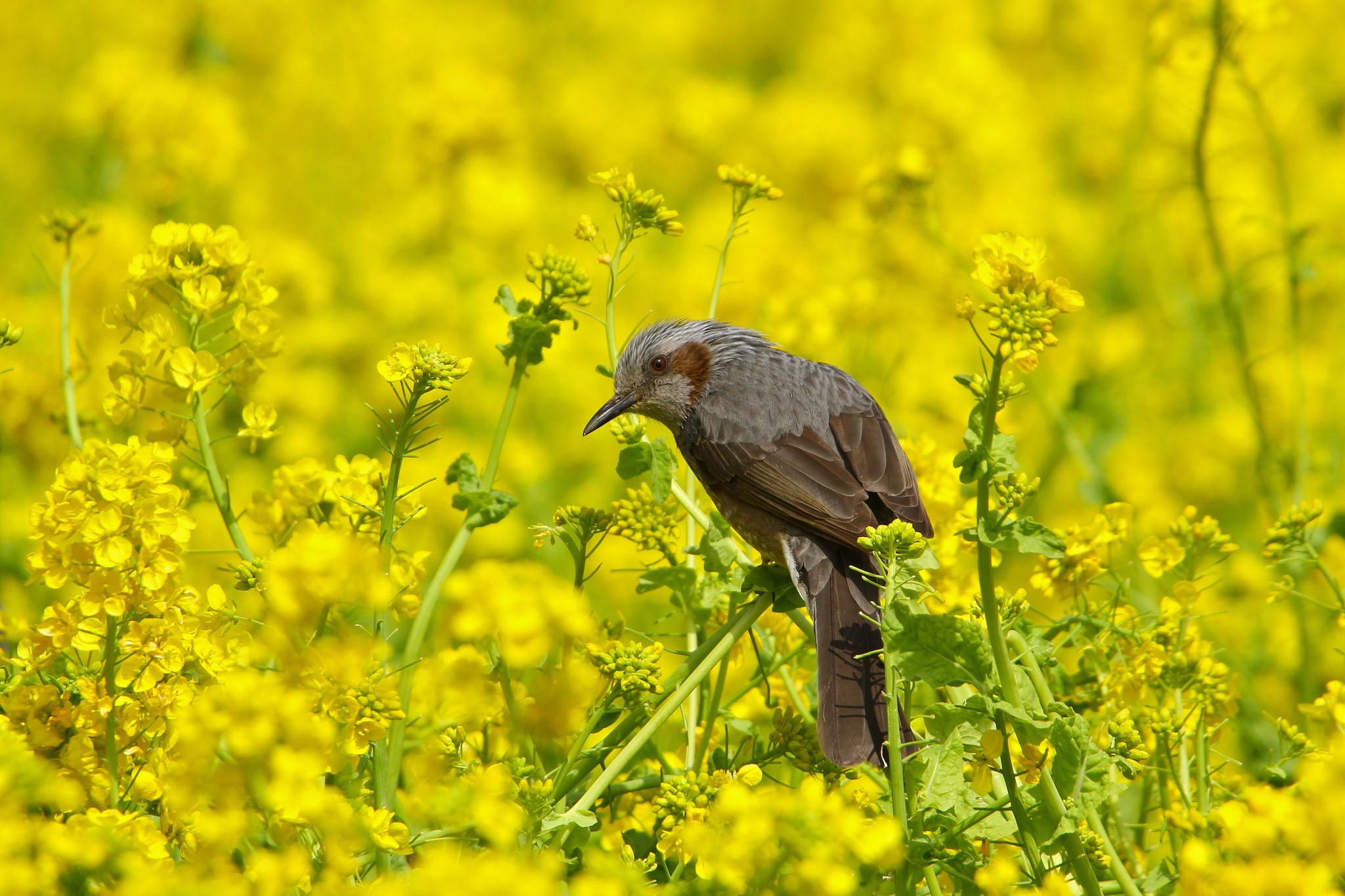 Brown-eared bulbul bird in a field of yellow flowers HD Wallpaper