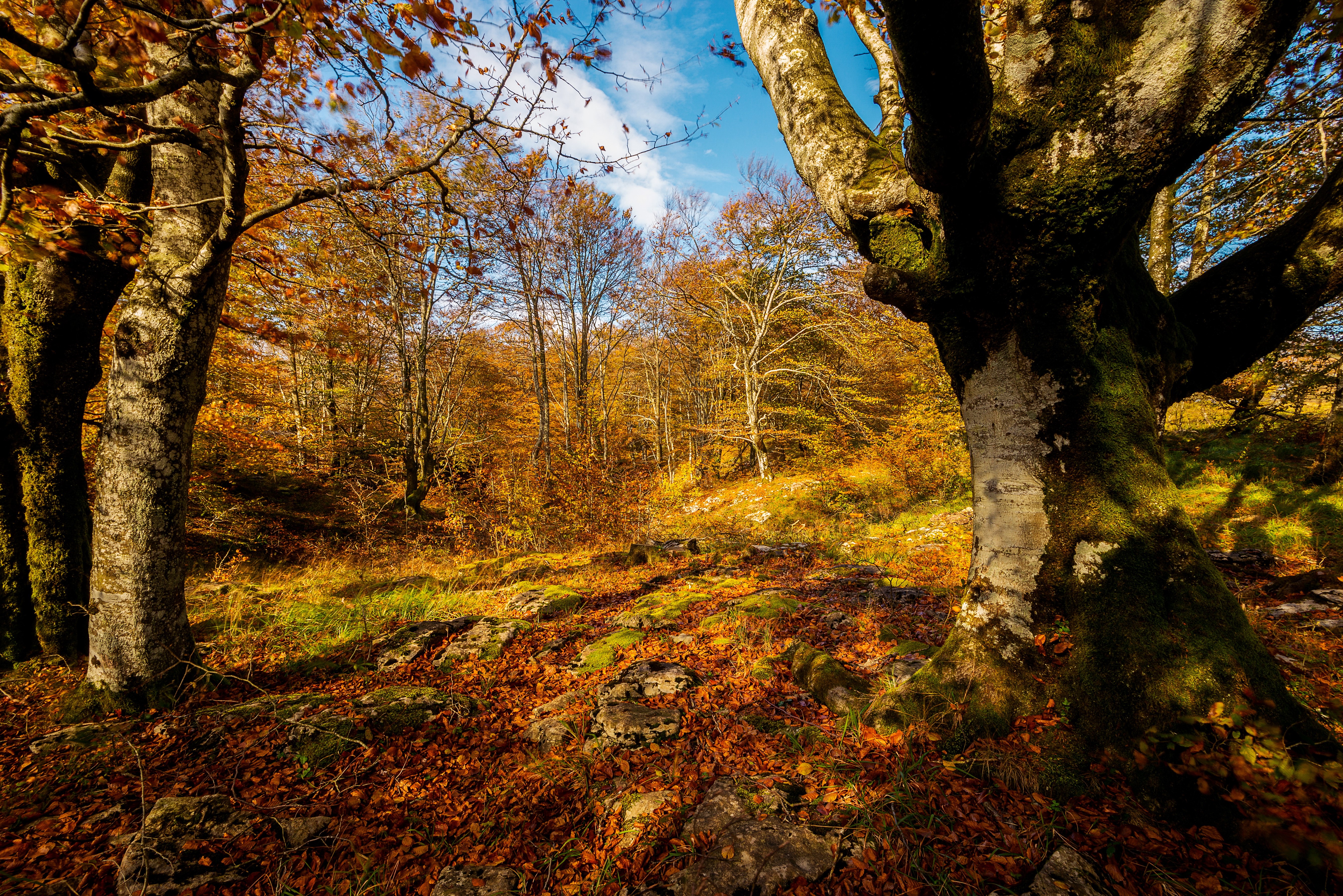 Autumn forest with trees and fallen leaves HD Wallpaper