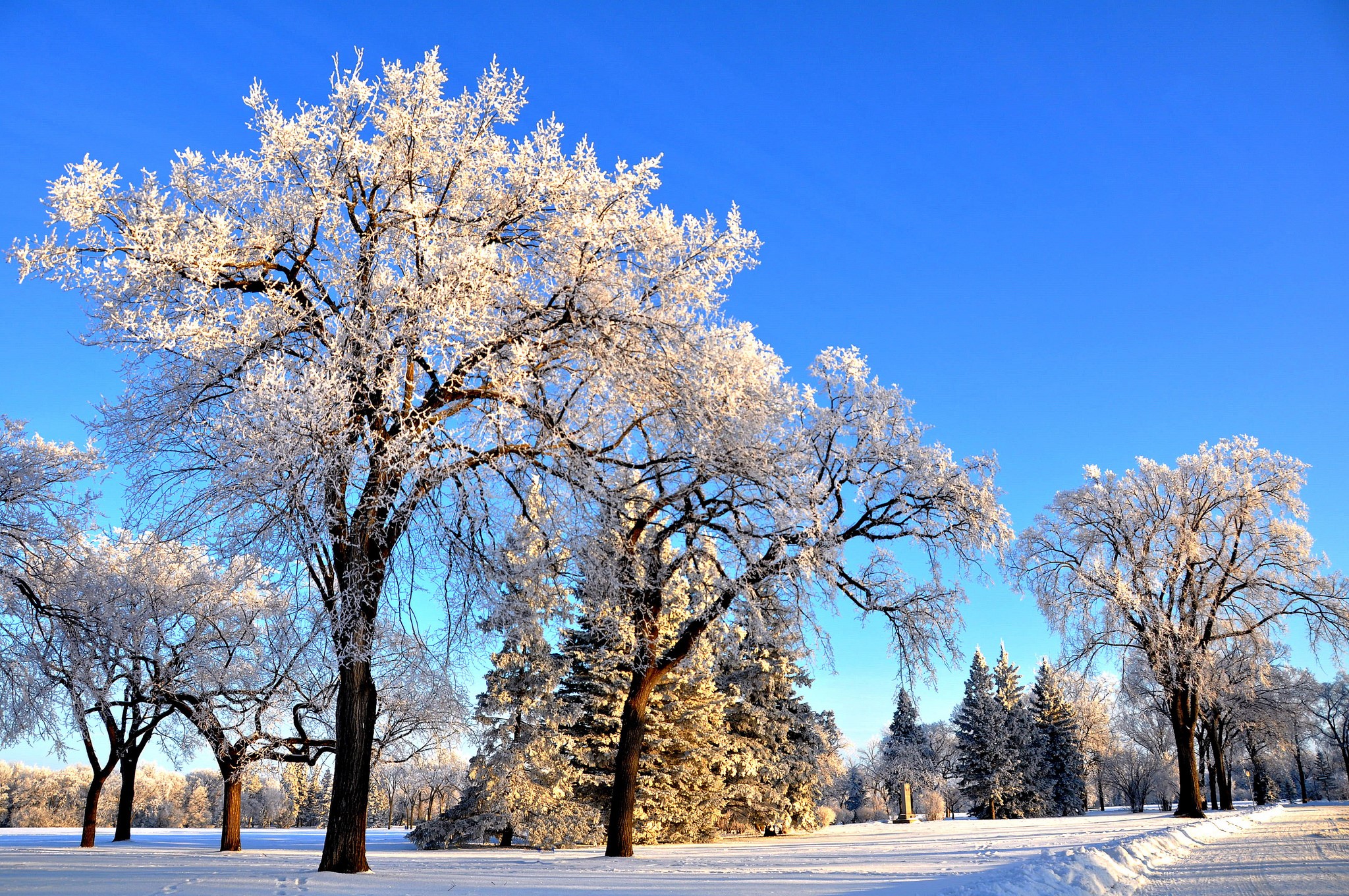 Winter park with snow-covered trees under a clear blue sky HD Wallpaper
