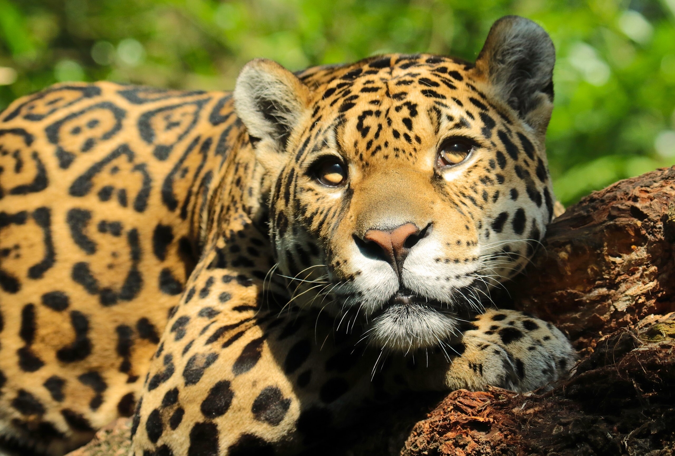 Jaguar lying on a log HD Wallpaper