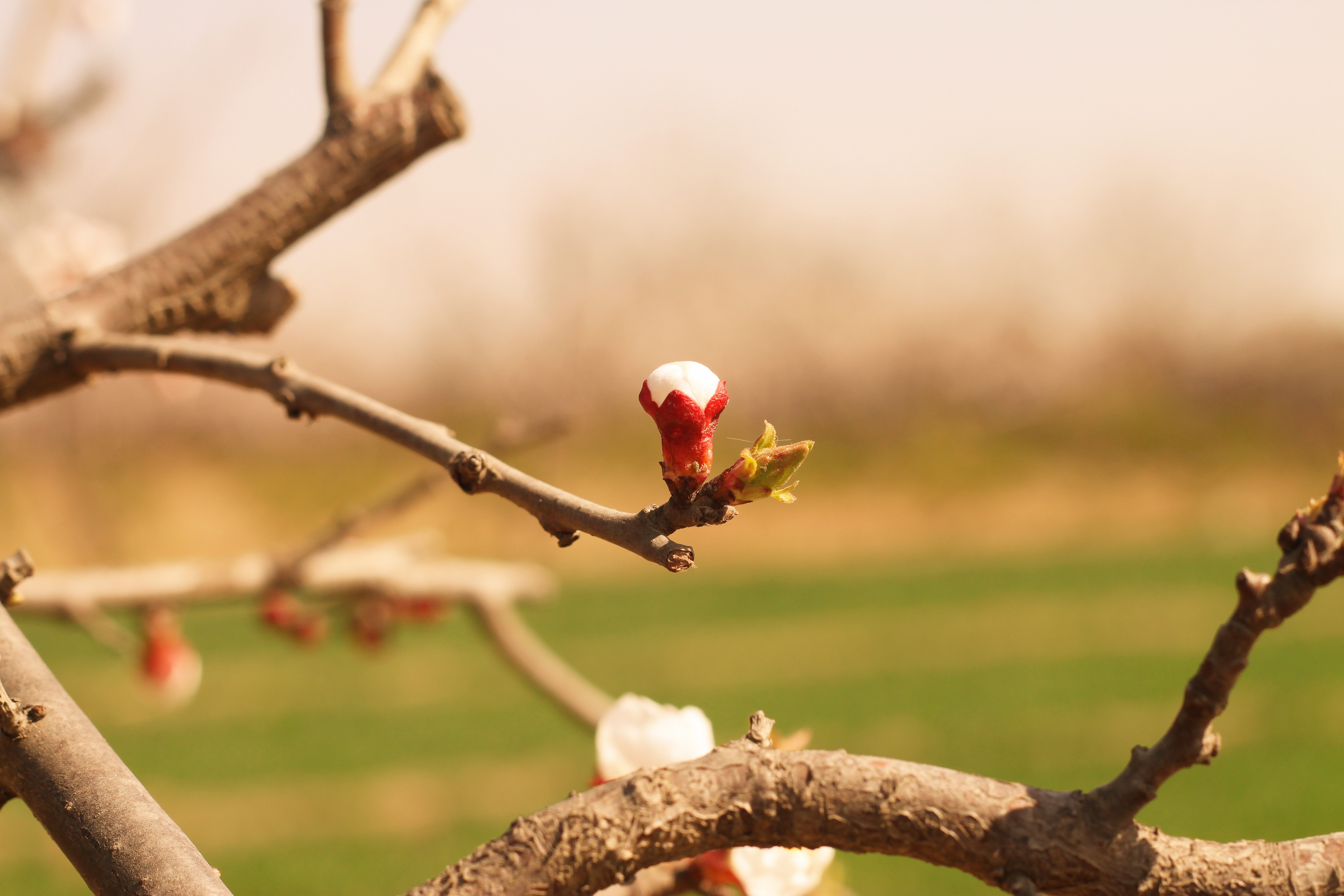Apricot tree bud on a branch HD Wallpaper