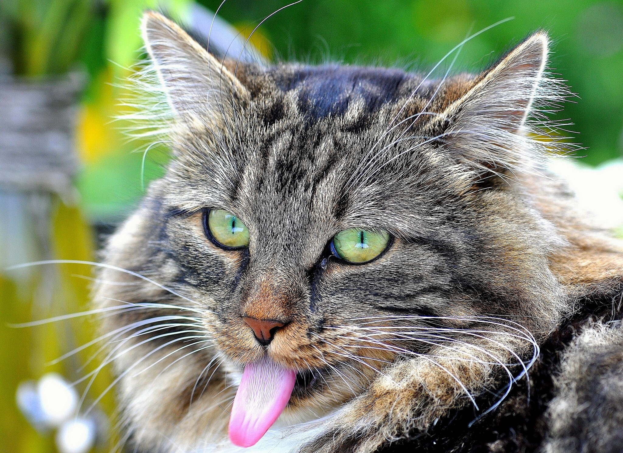 Close-up of a tabby cat sticking its tongue out HD Wallpaper