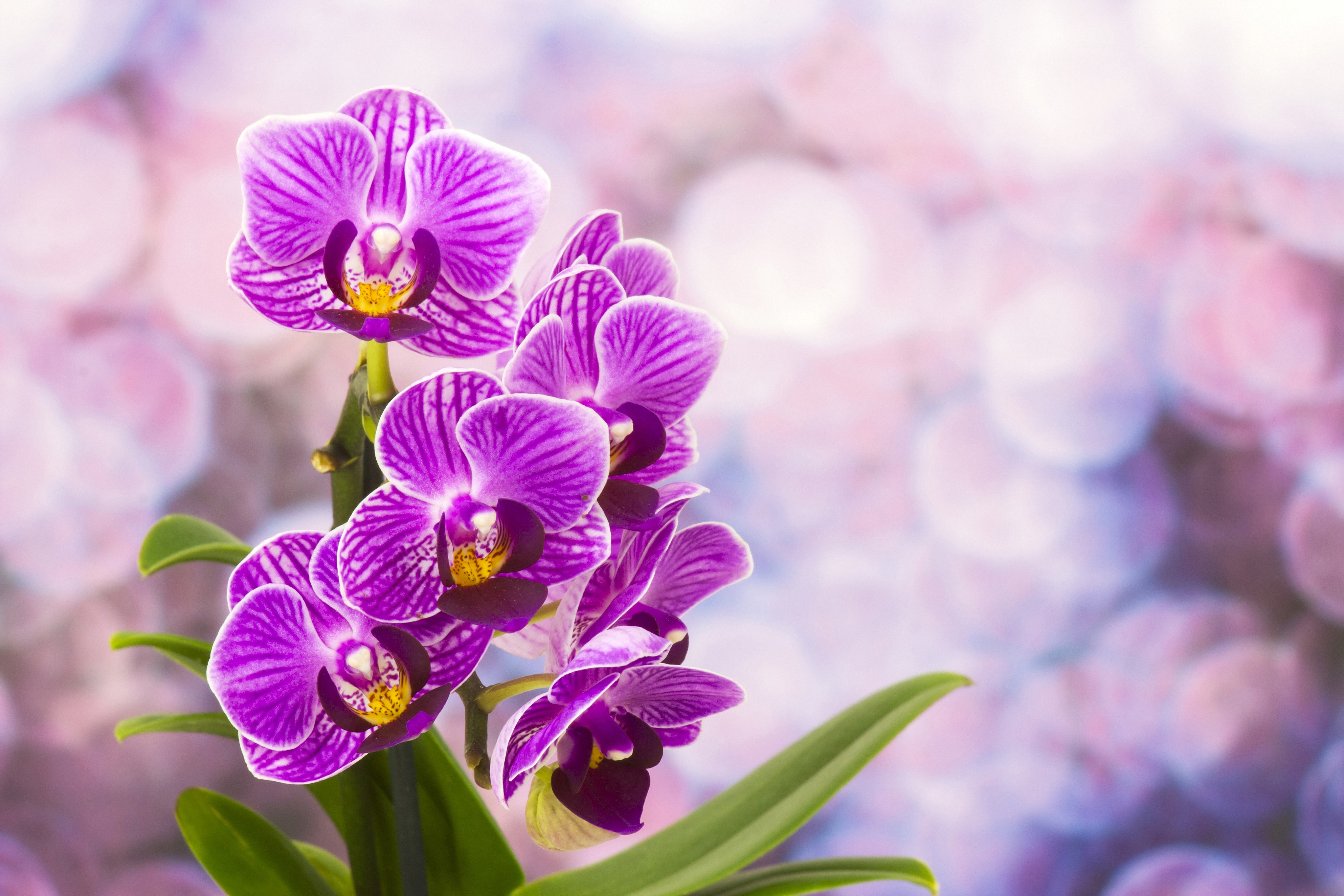 Purple Orchids with Bokeh Background HD Wallpaper