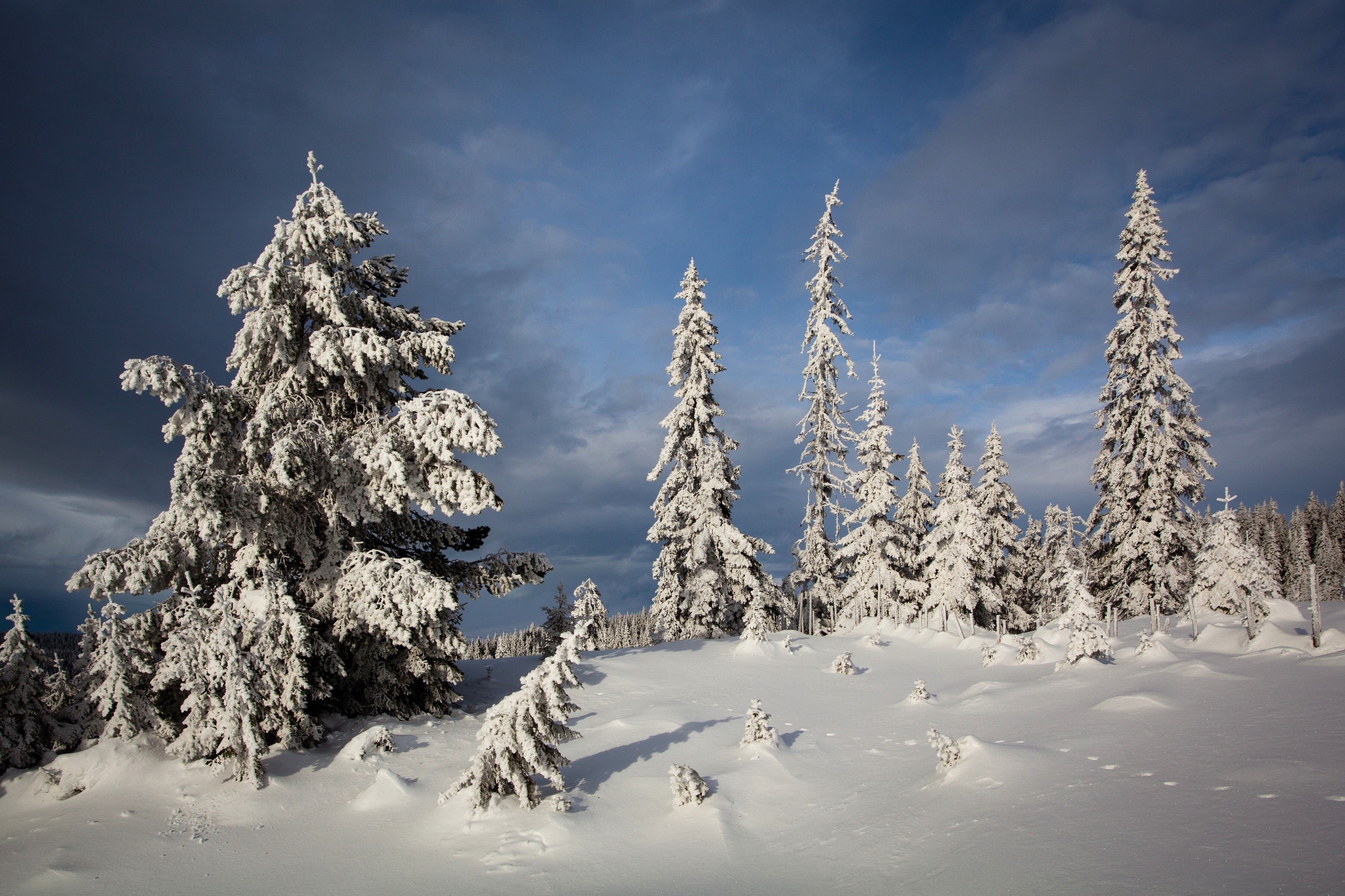 Snow-covered spruce trees in a winter landscape under a cloudy sky HD Wallpaper
