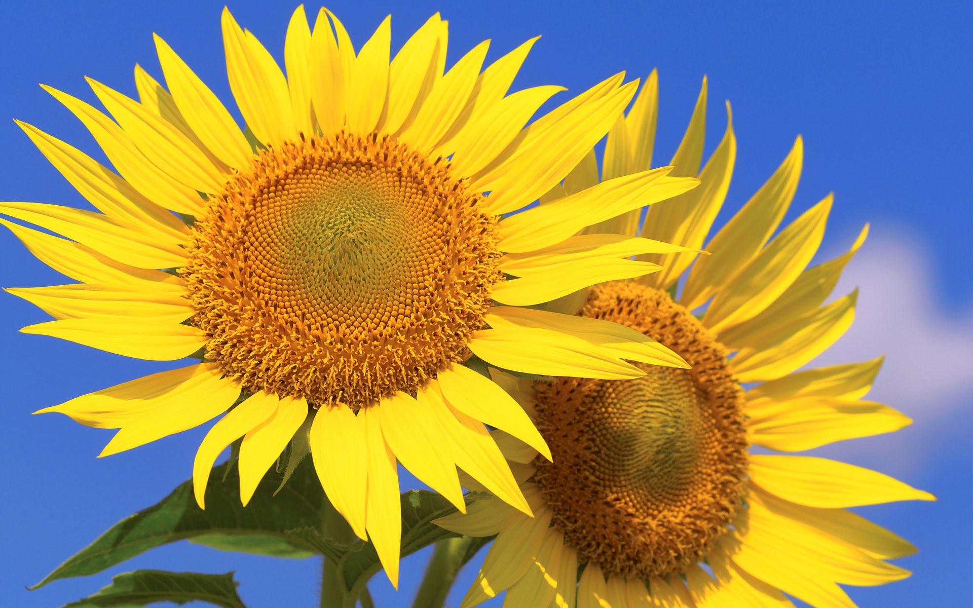 Two sunflowers against a blue sky HD Wallpaper