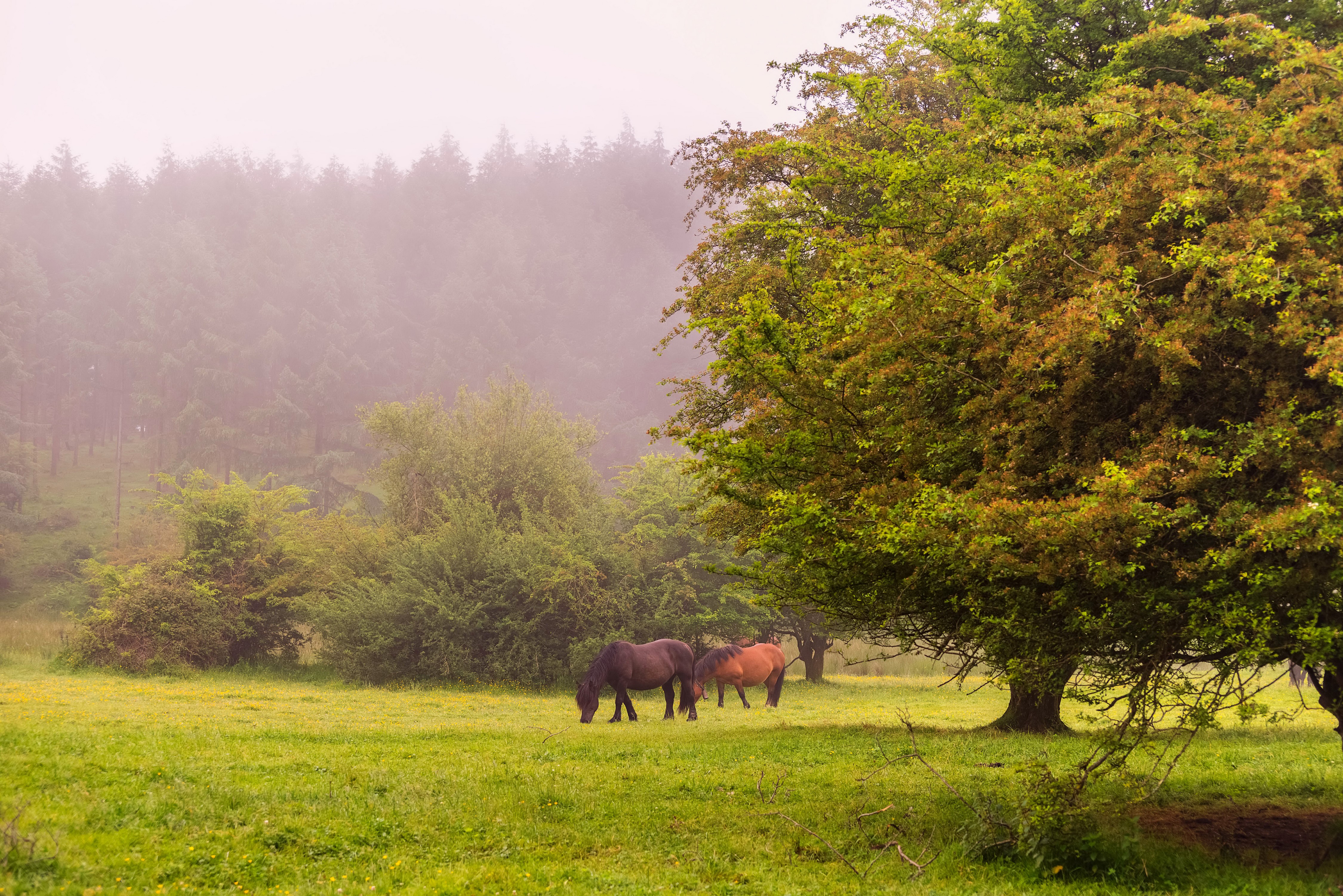 Horses grazing in a foggy meadow with trees HD Wallpaper