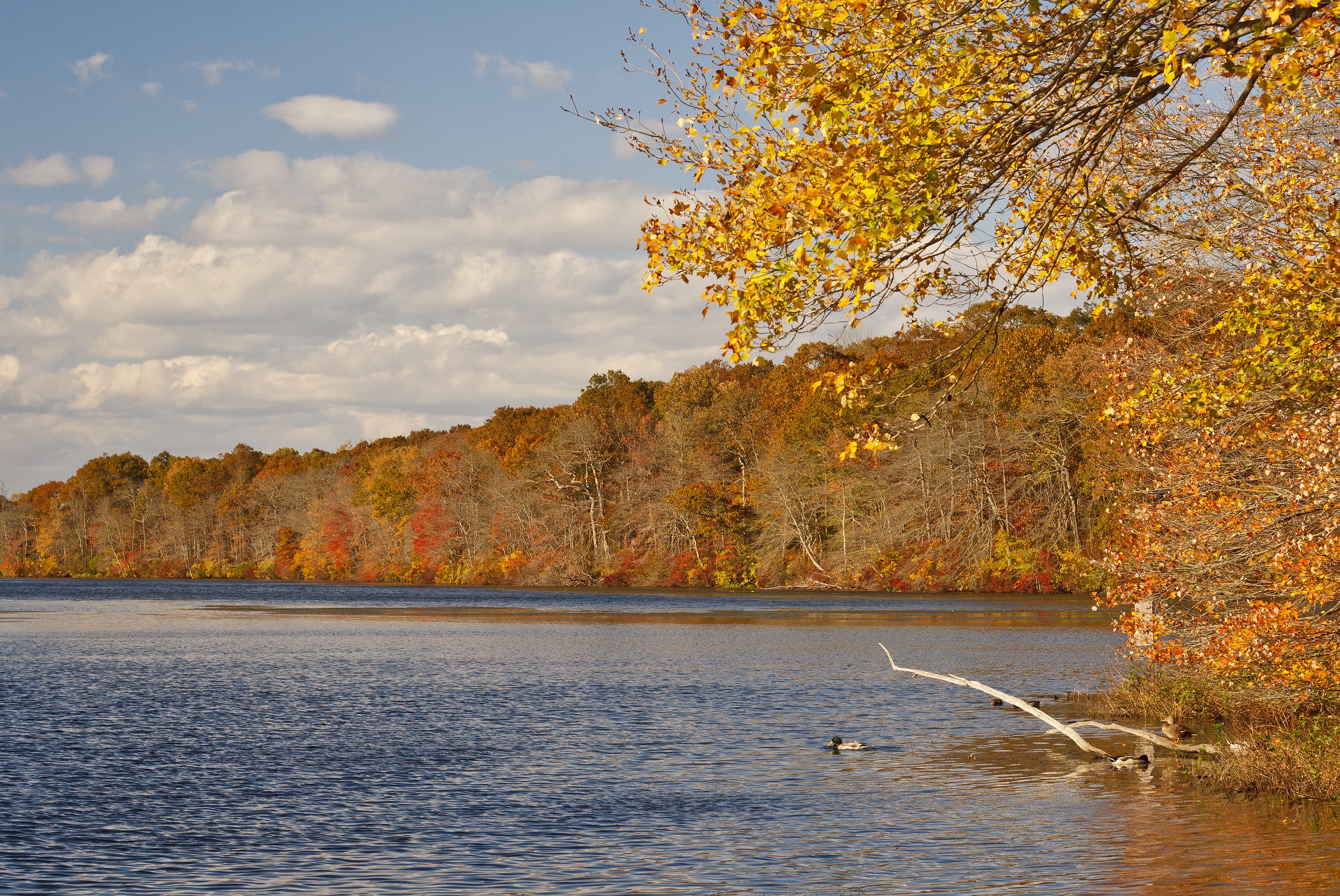 Autumn forest along a lake with ducks HD Wallpaper