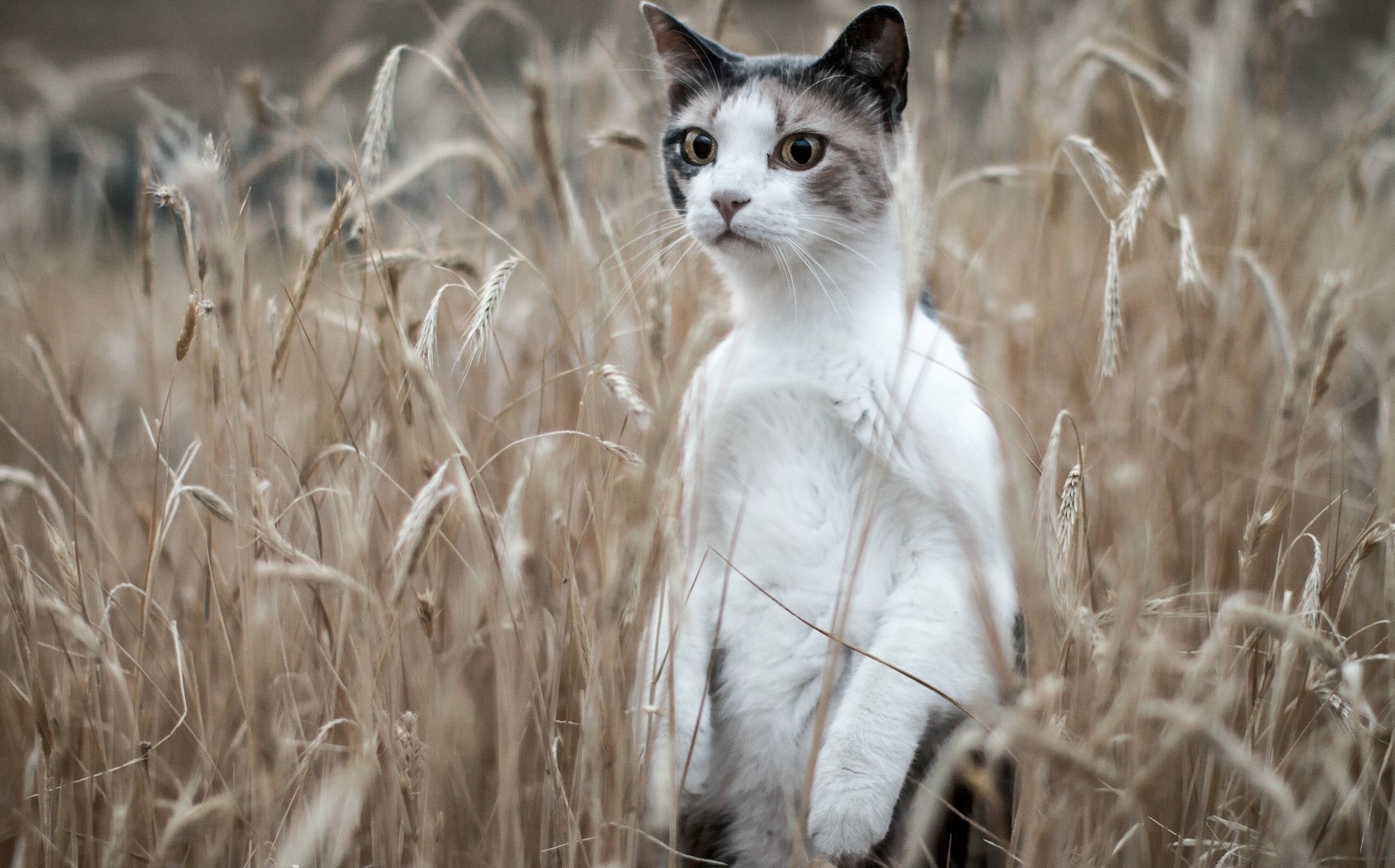 Cat standing in a field of wheat HD Wallpaper