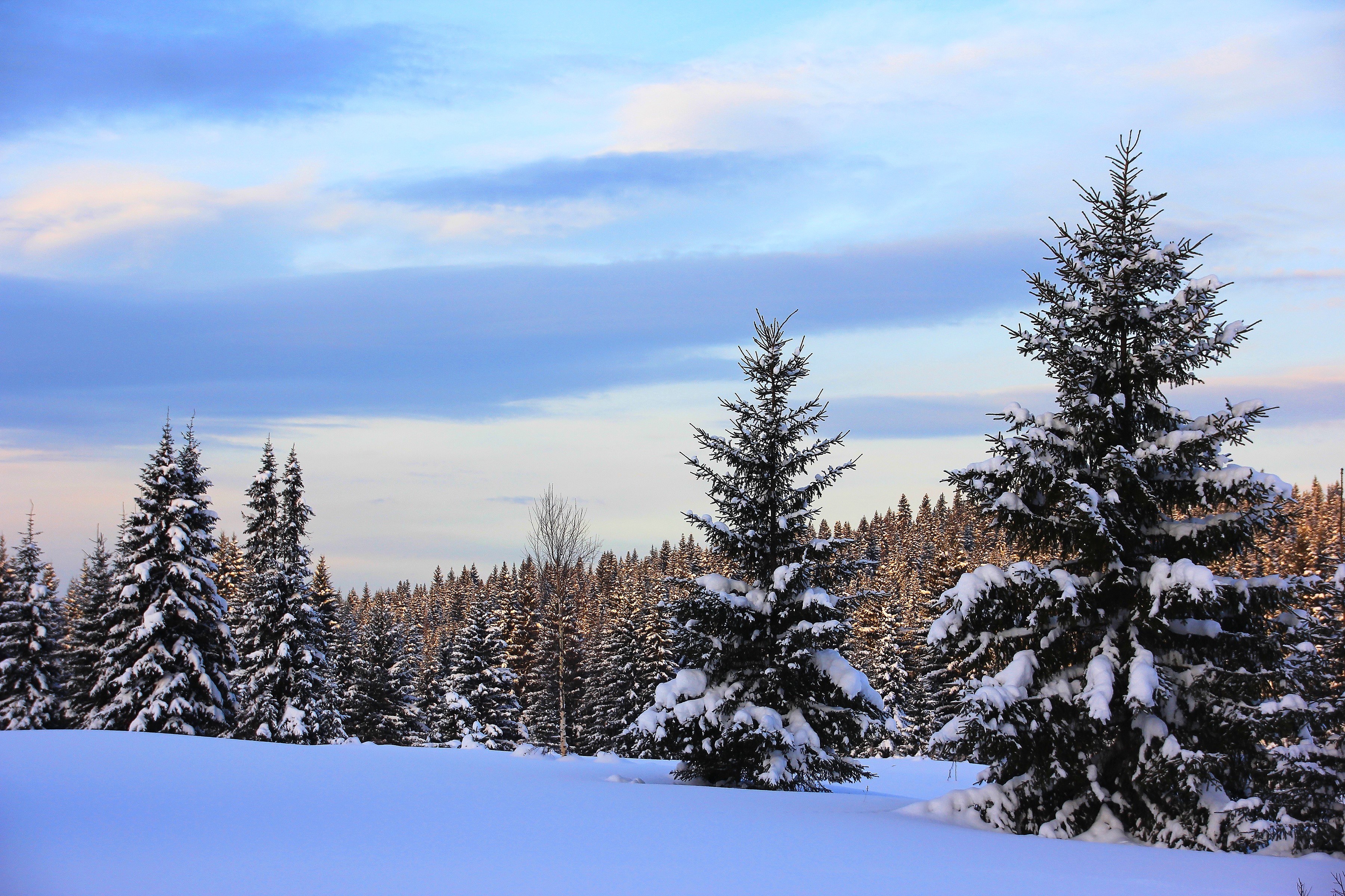 Snow-covered spruce trees in a winter forest at dusk HD Wallpaper