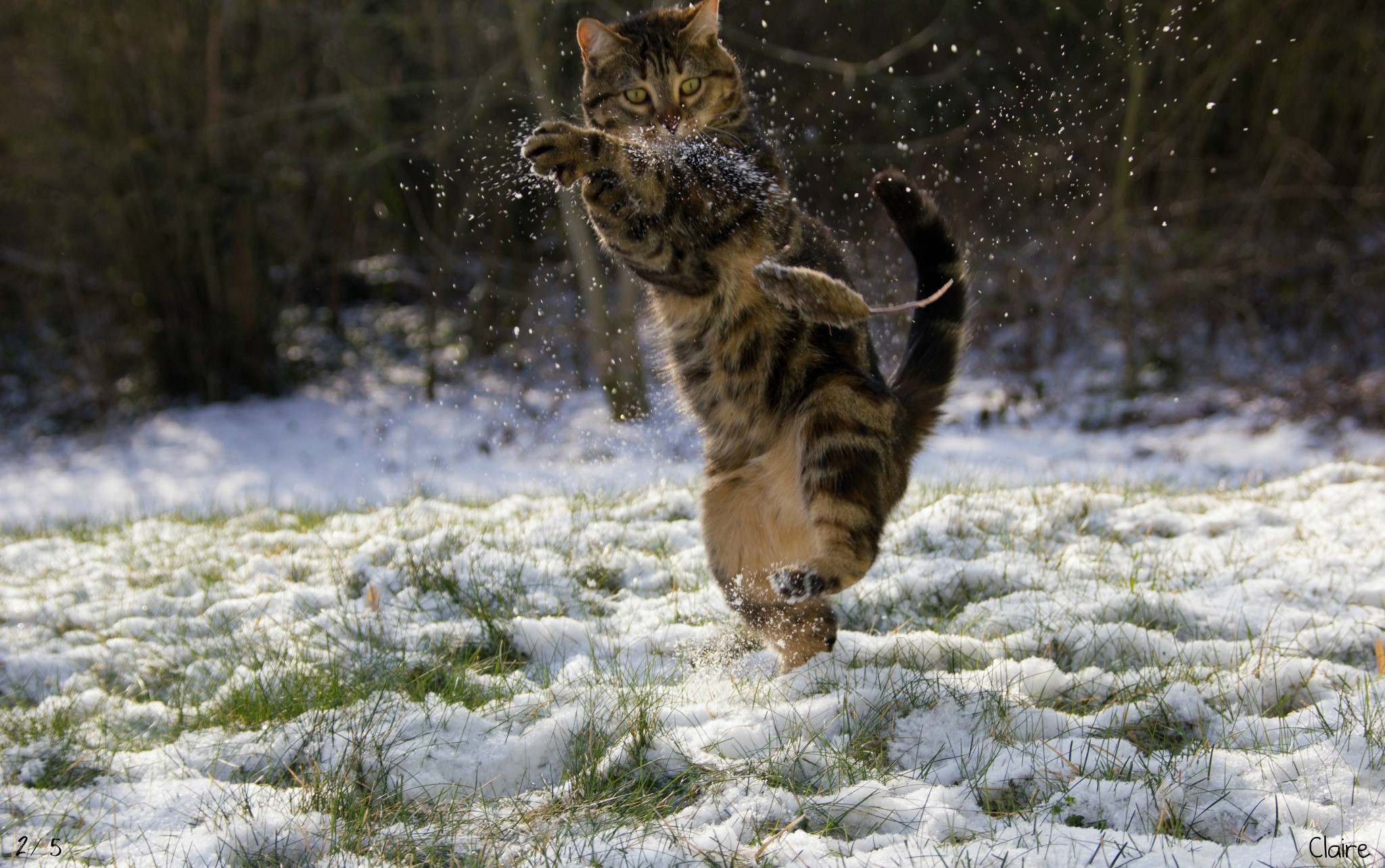 Tabby cat playing with a toy mouse in the snow HD Wallpaper