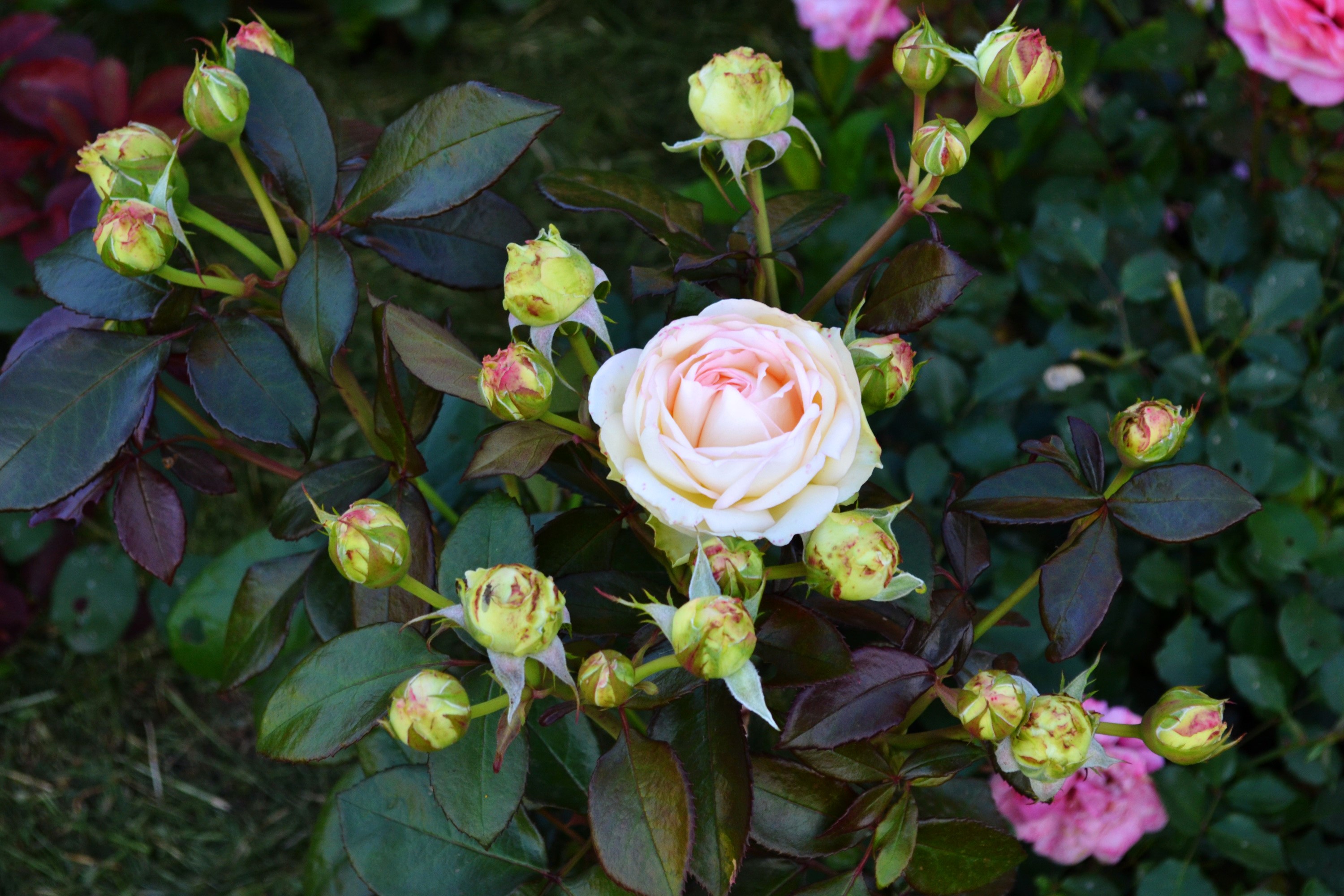 Pale pink rose with many buds and dark leaves HD Wallpaper