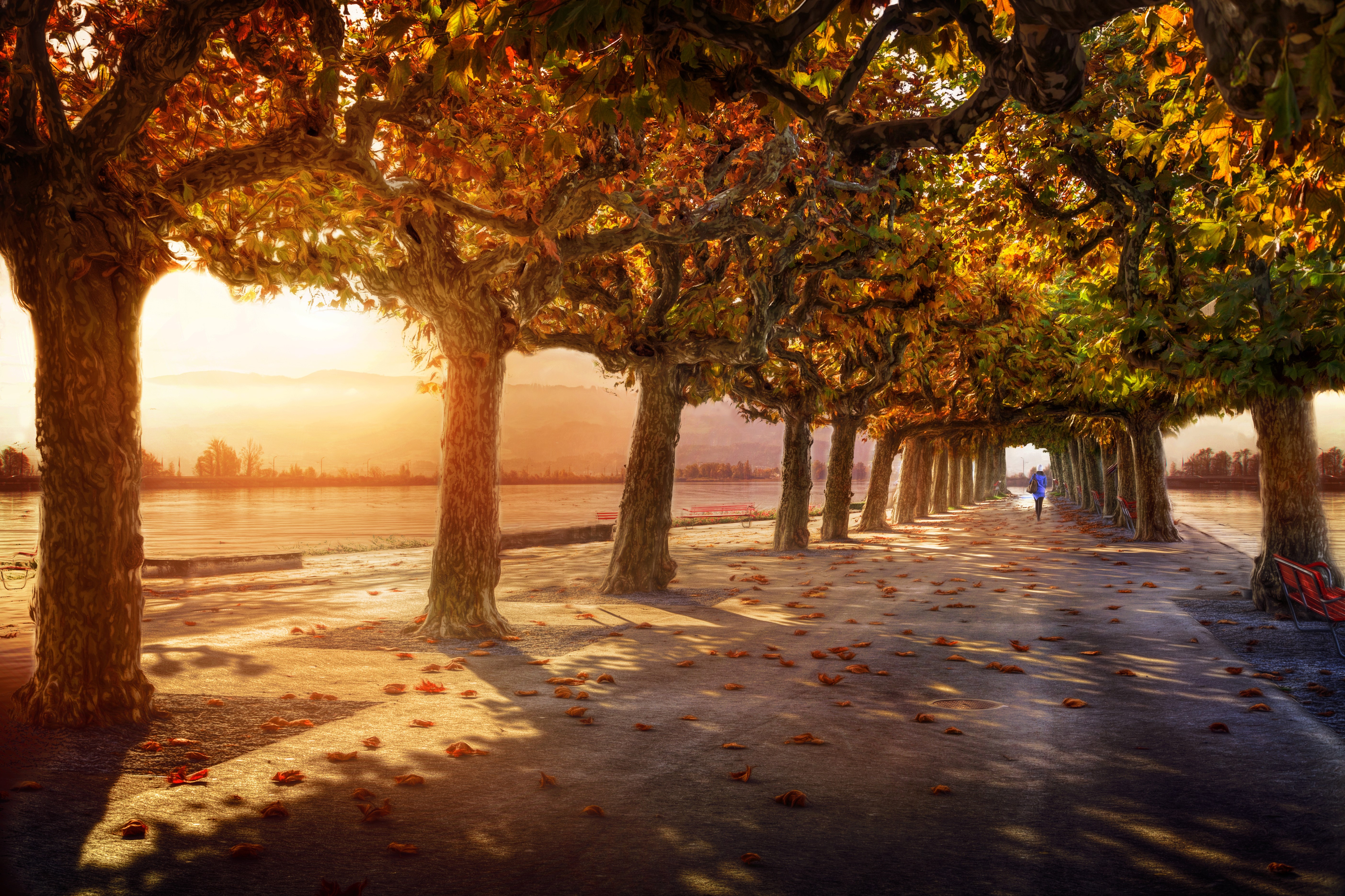 Autumn Avenue with a Person in Blue HD Wallpaper