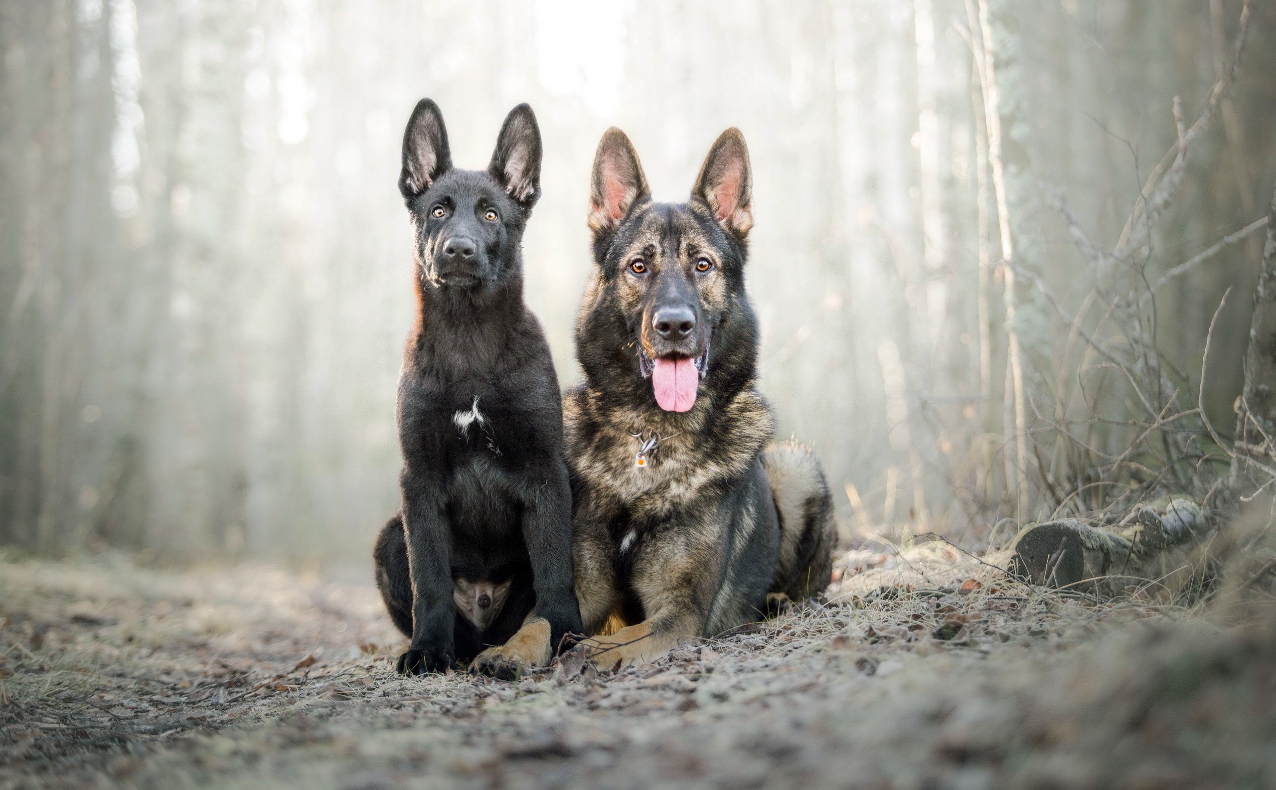 Two German Shepherd dogs sitting in a forest HD Wallpaper