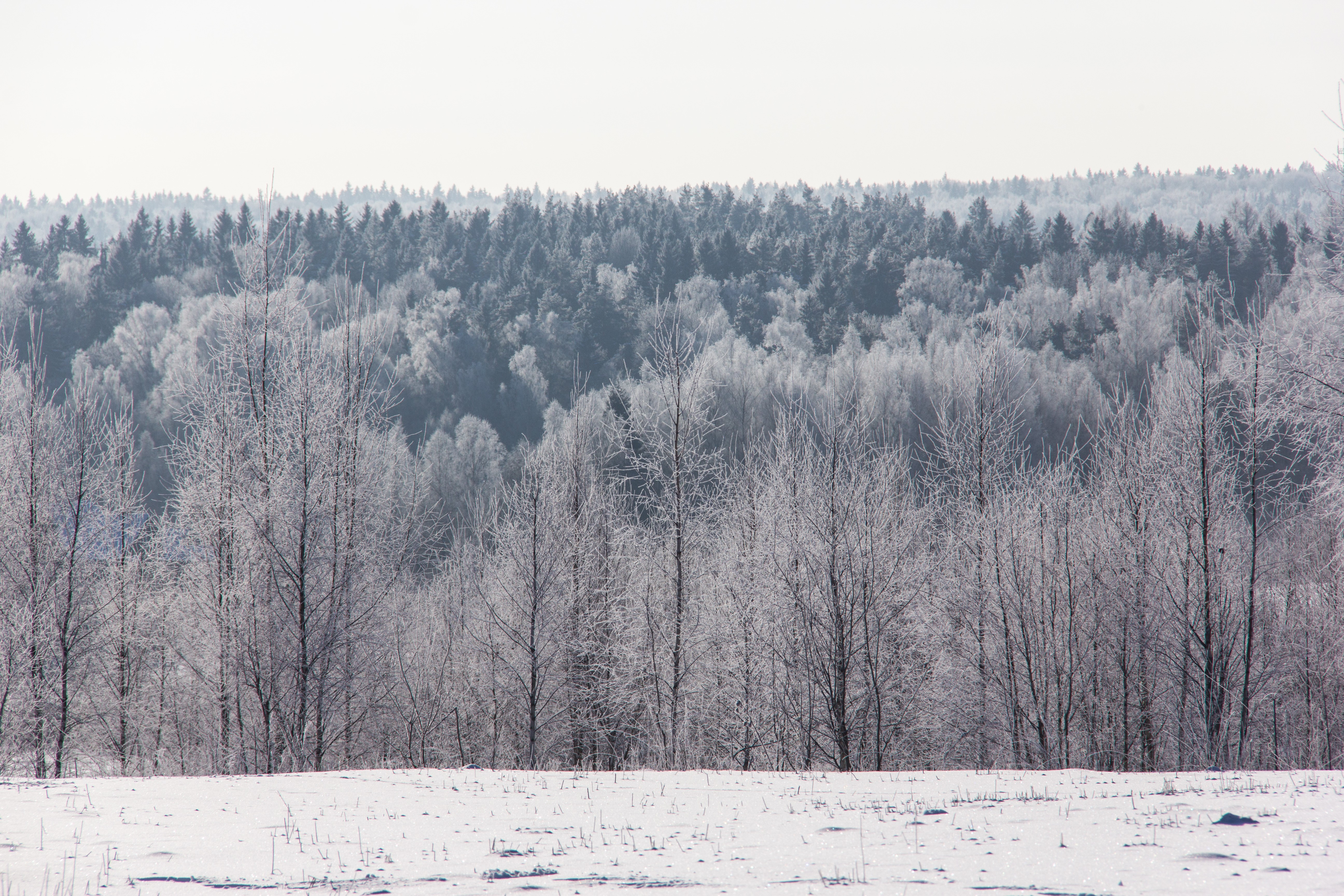 Winter forest with snow HD Wallpaper