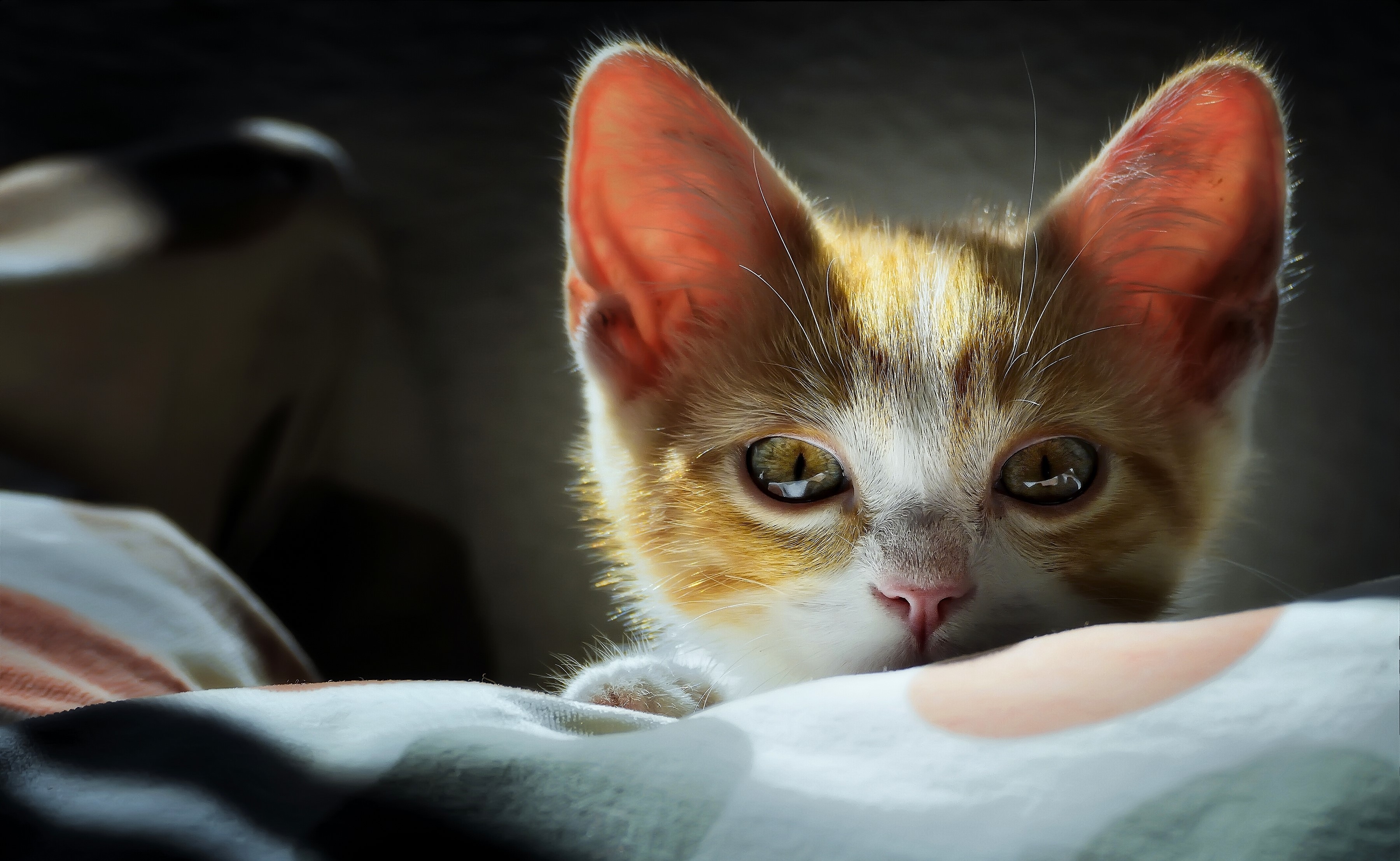 Kitten peeking over a blanket HD Wallpaper