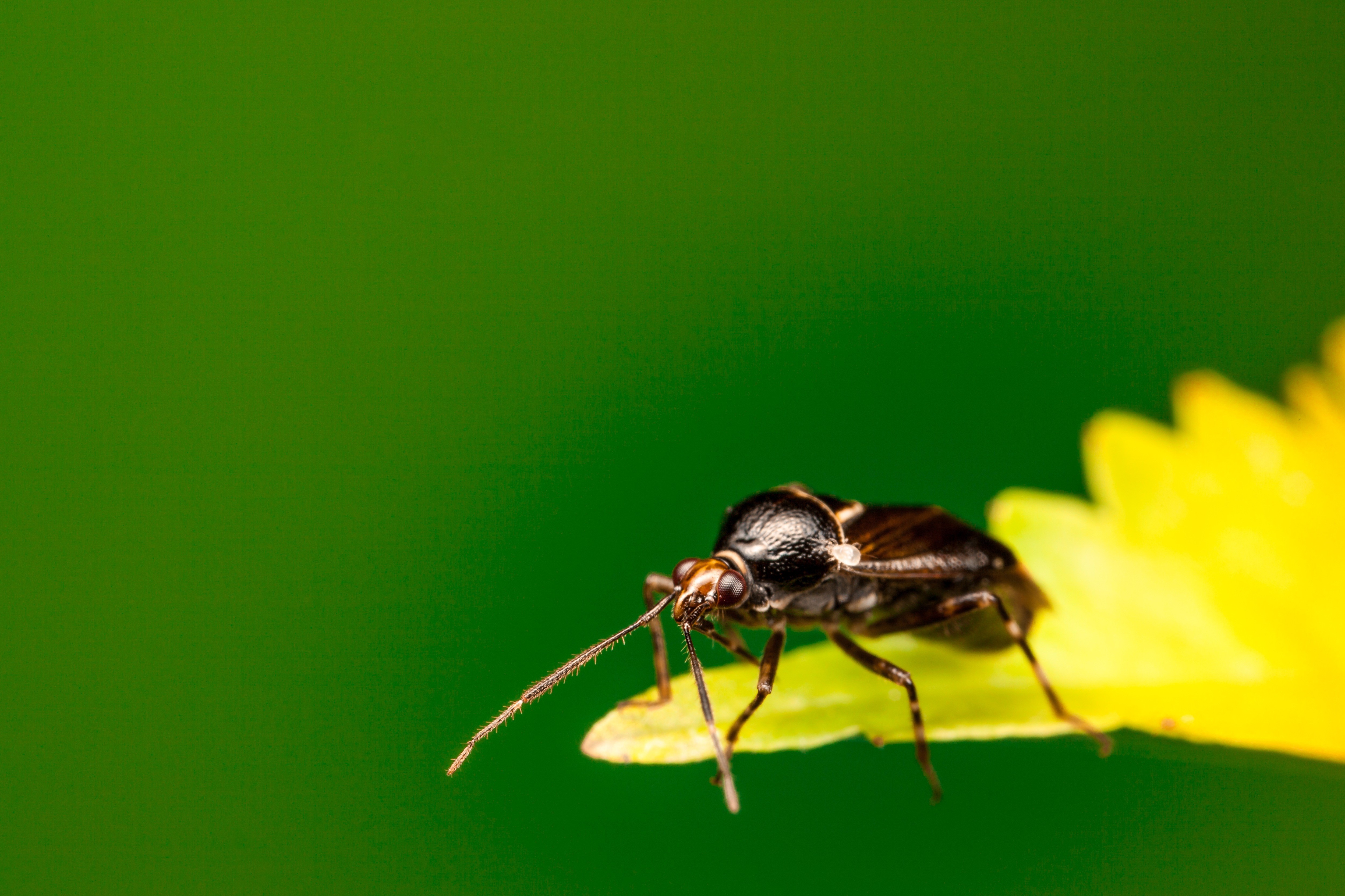 Close-up of a black beetle on a yellow leaf with green background HD Wallpaper