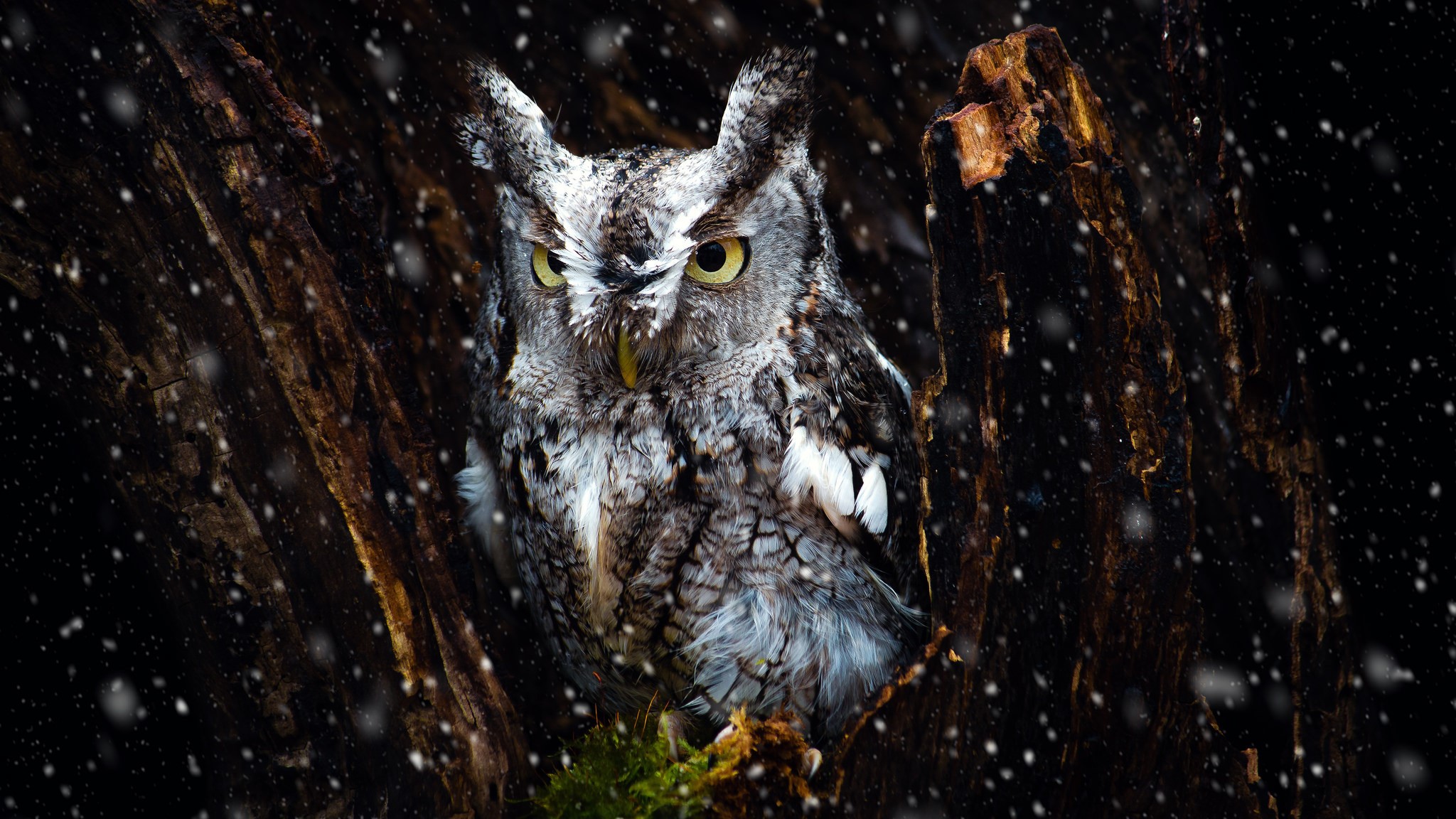 A screech owl sits in a tree during snowfall HD Wallpaper