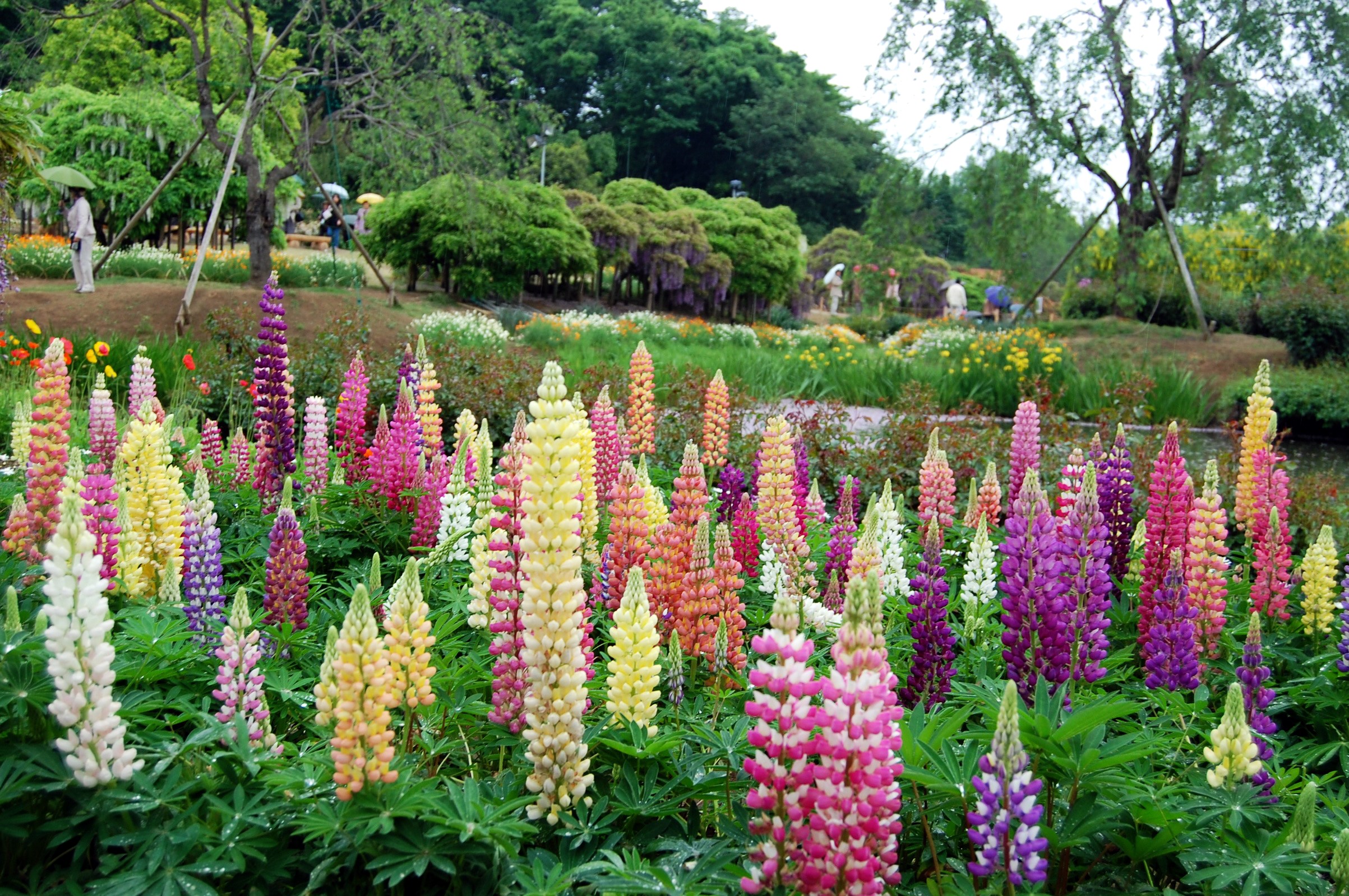 A vibrant garden filled with colorful lupine flowers HD Wallpaper