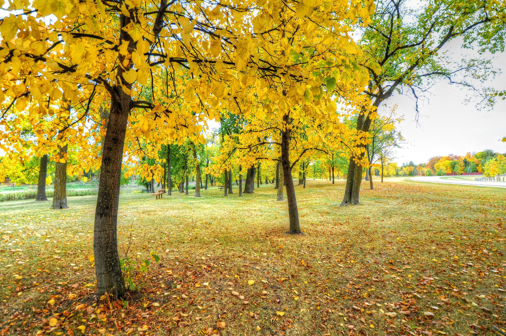 Autumn park with yellow trees and fallen leaves HD Wallpaper