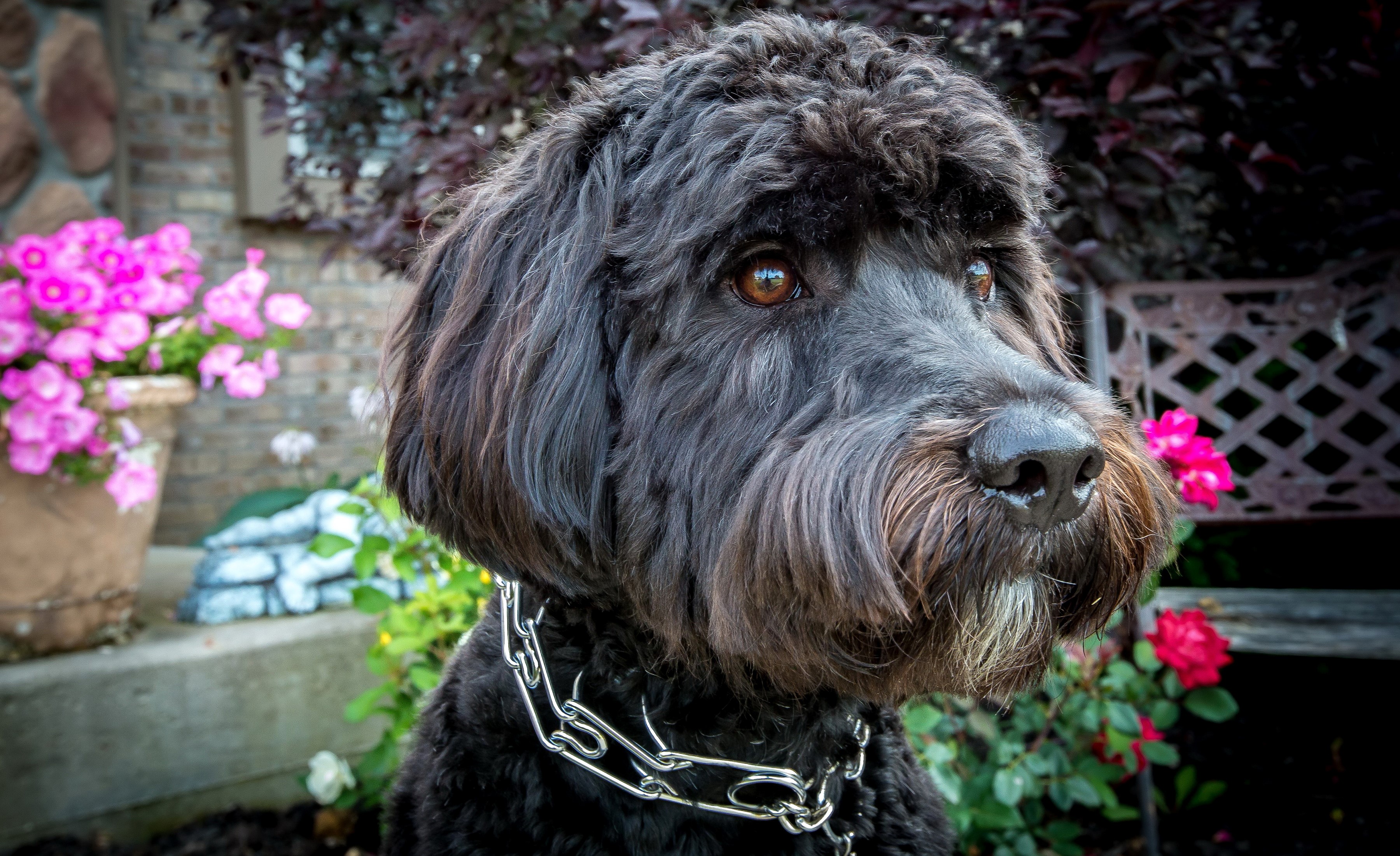 Black dog with chain collar in garden HD Wallpaper