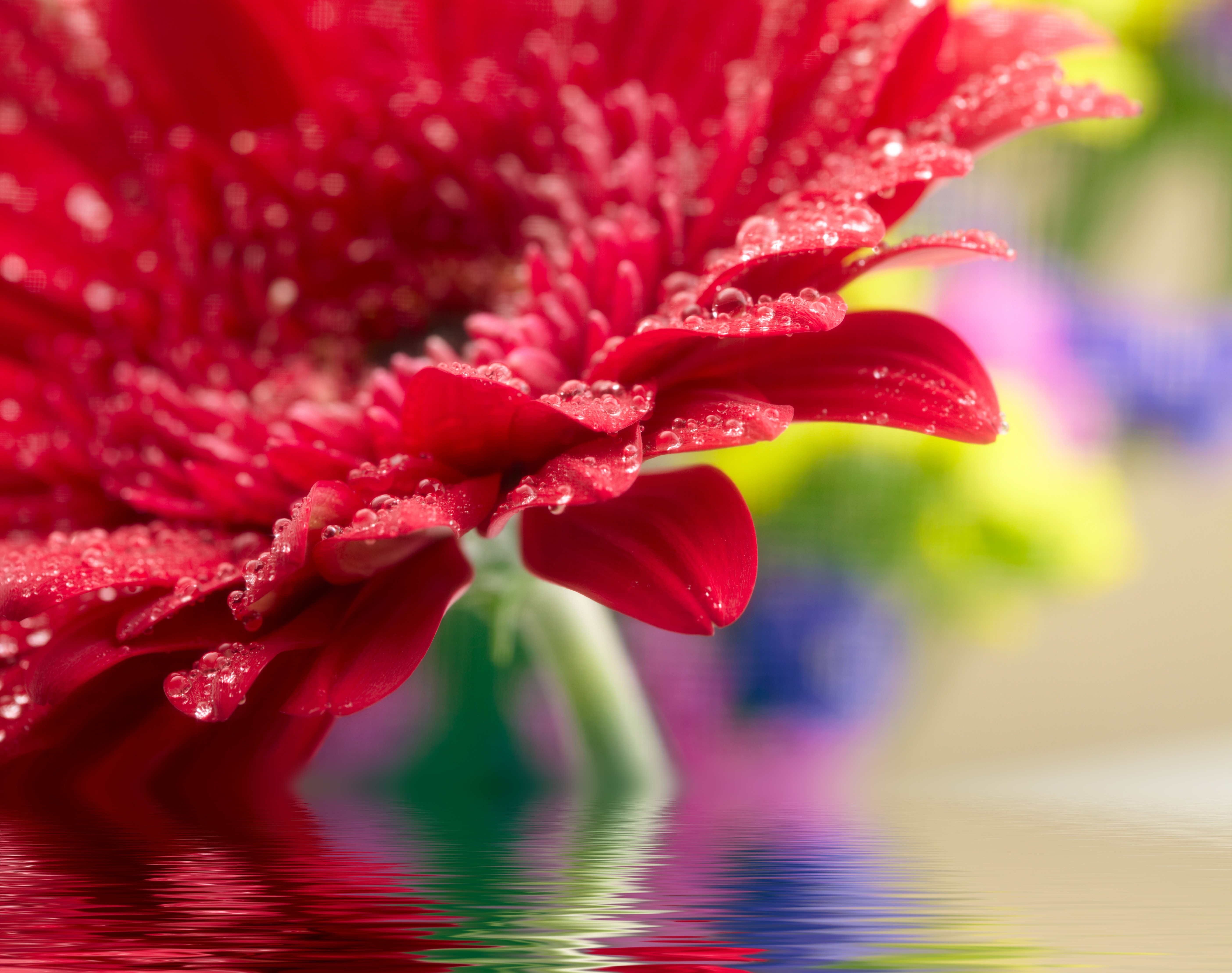 Red Gerbera Daisy with Water Drops HD Wallpaper