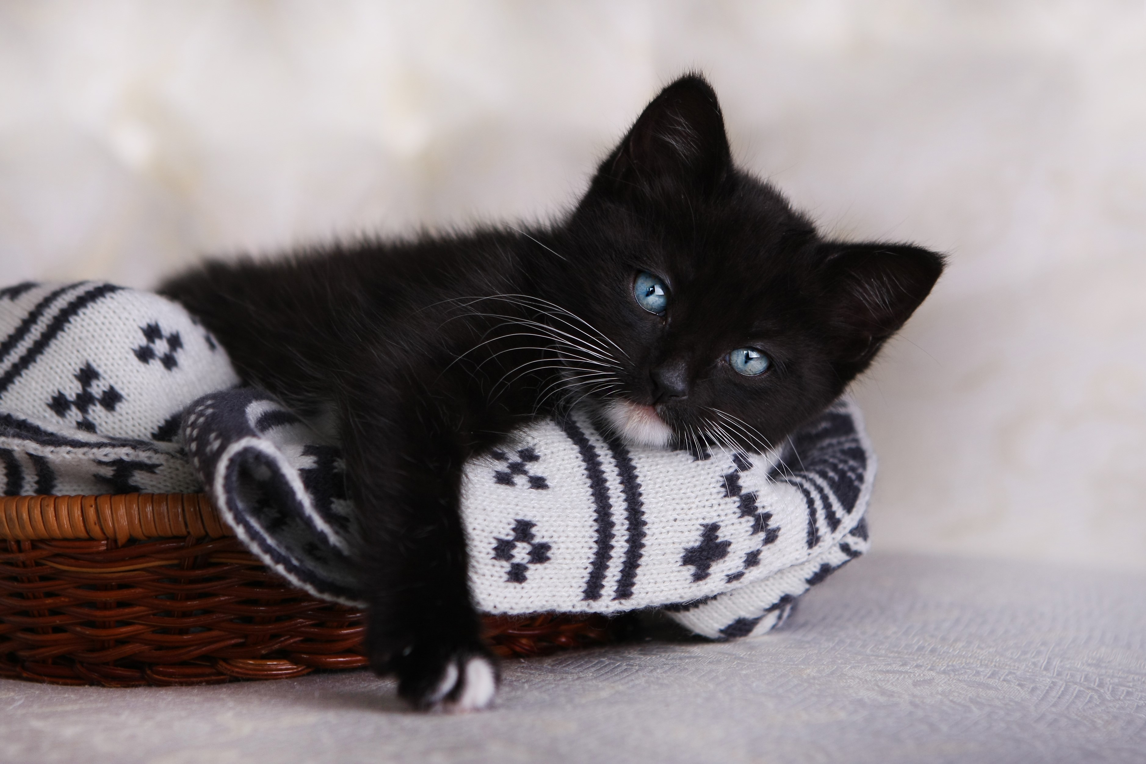 Black kitten with blue eyes in a basket HD Wallpaper