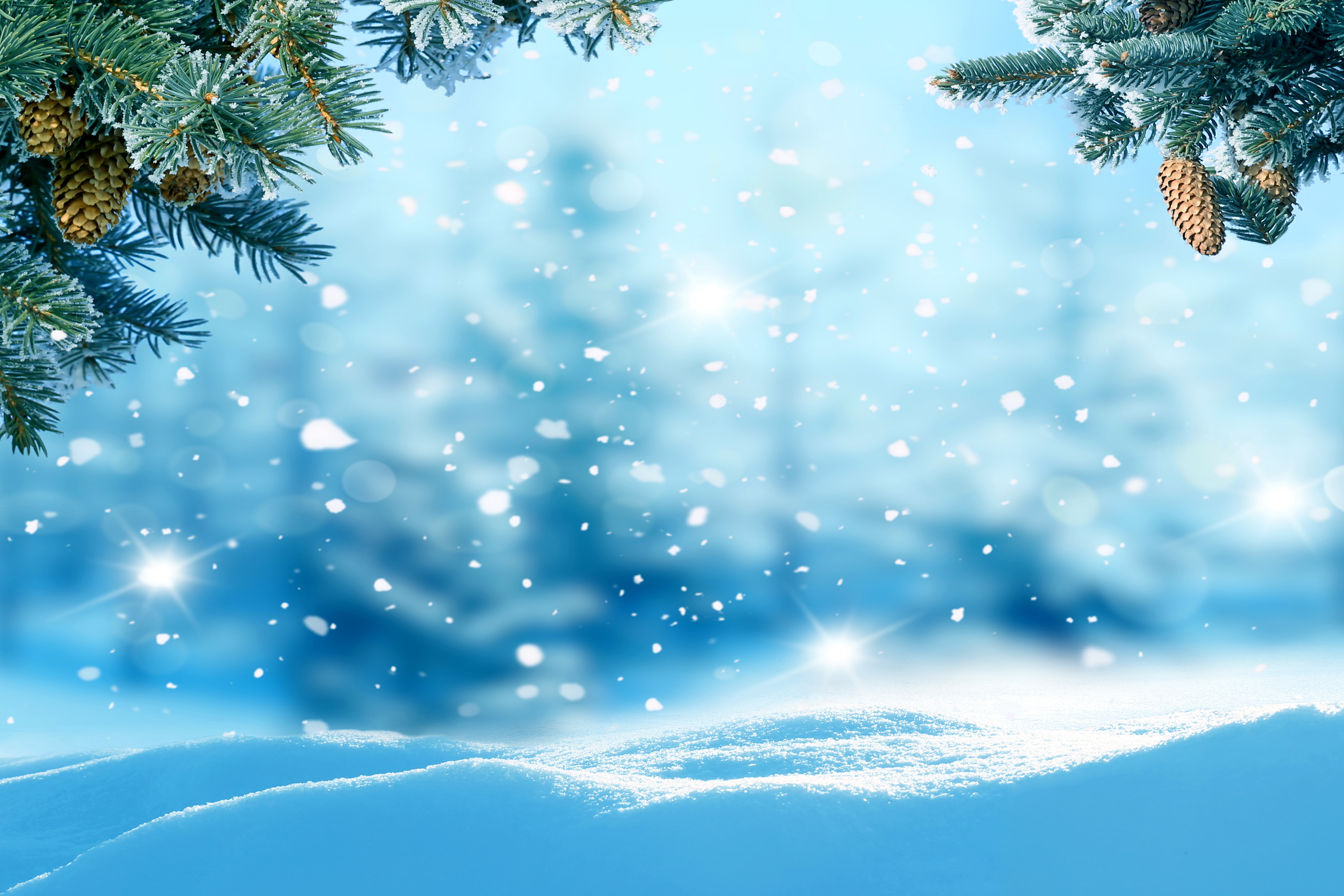 Winter scene with pine cones and snow HD Wallpaper