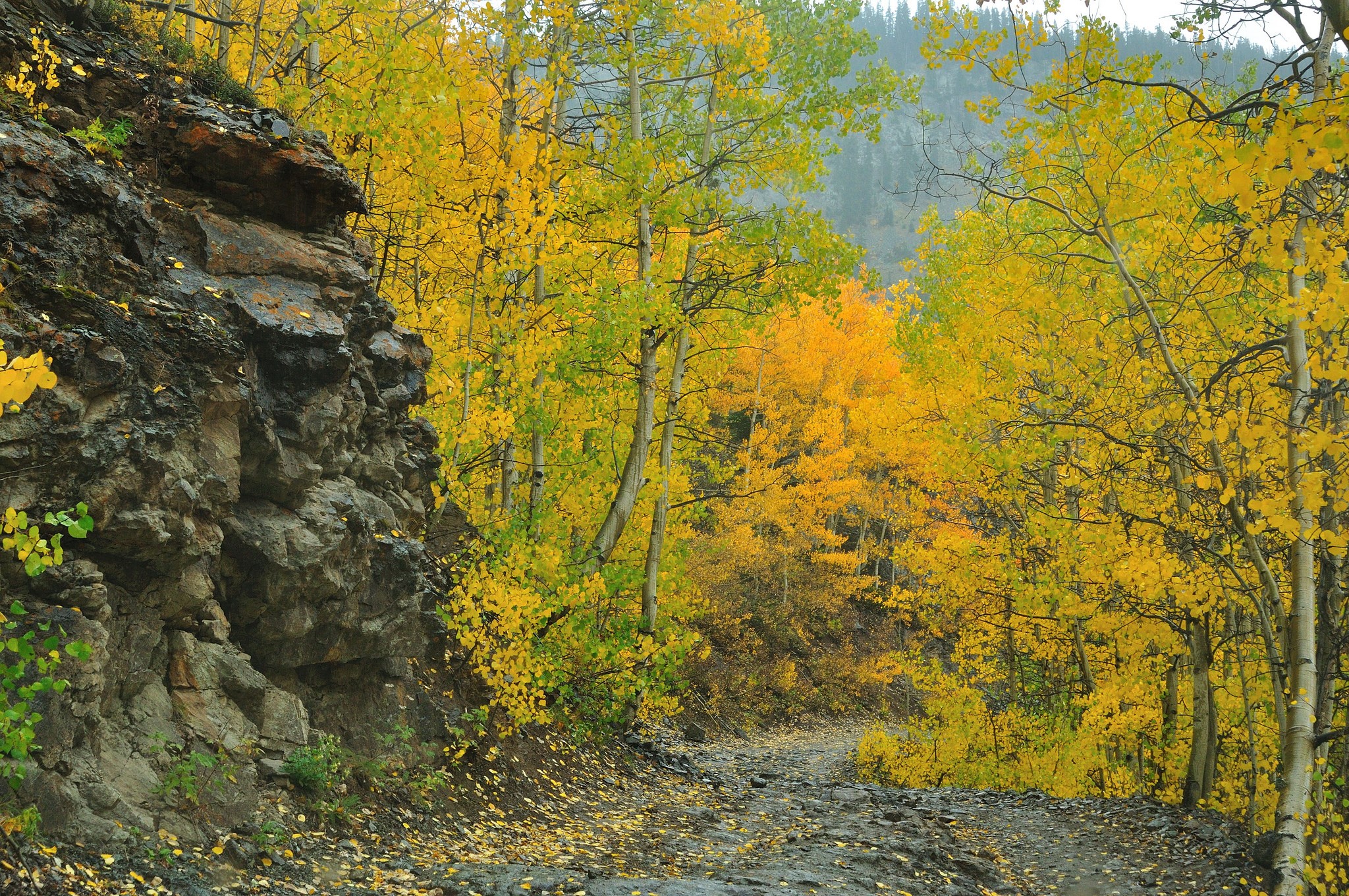 Autumn forest with a rocky cliff and a dirt road HD Wallpaper