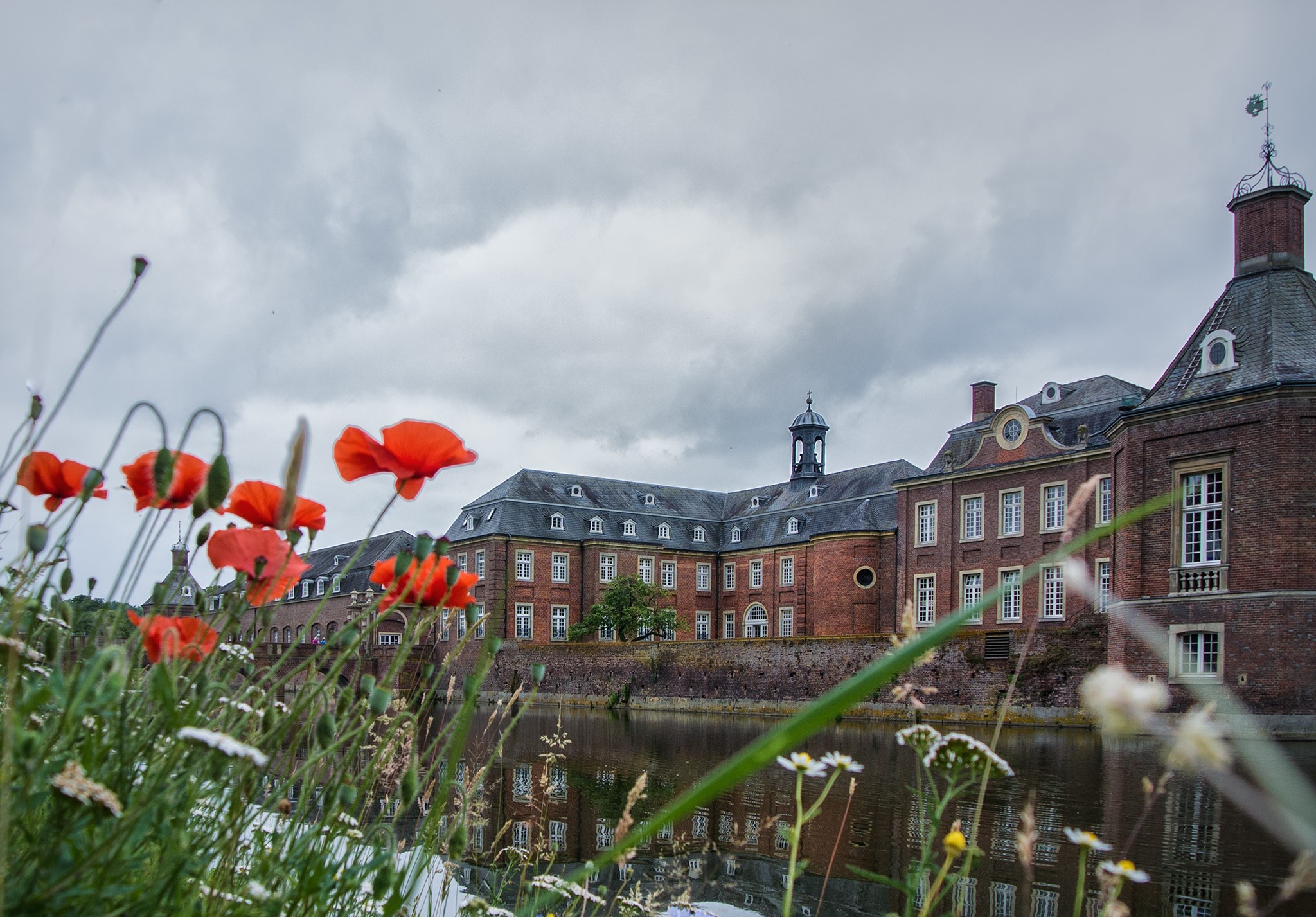 Red Poppies in front of a historic brick building by a river HD Wallpaper